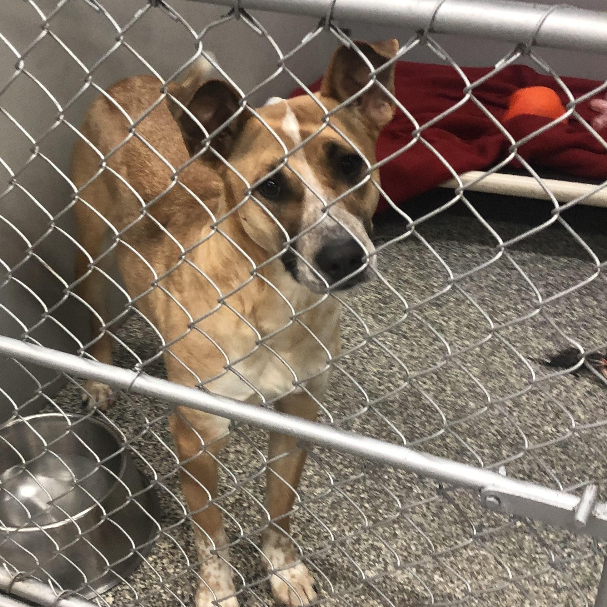 Elsie, ADOPTABLE, Adult Female Shepherd.