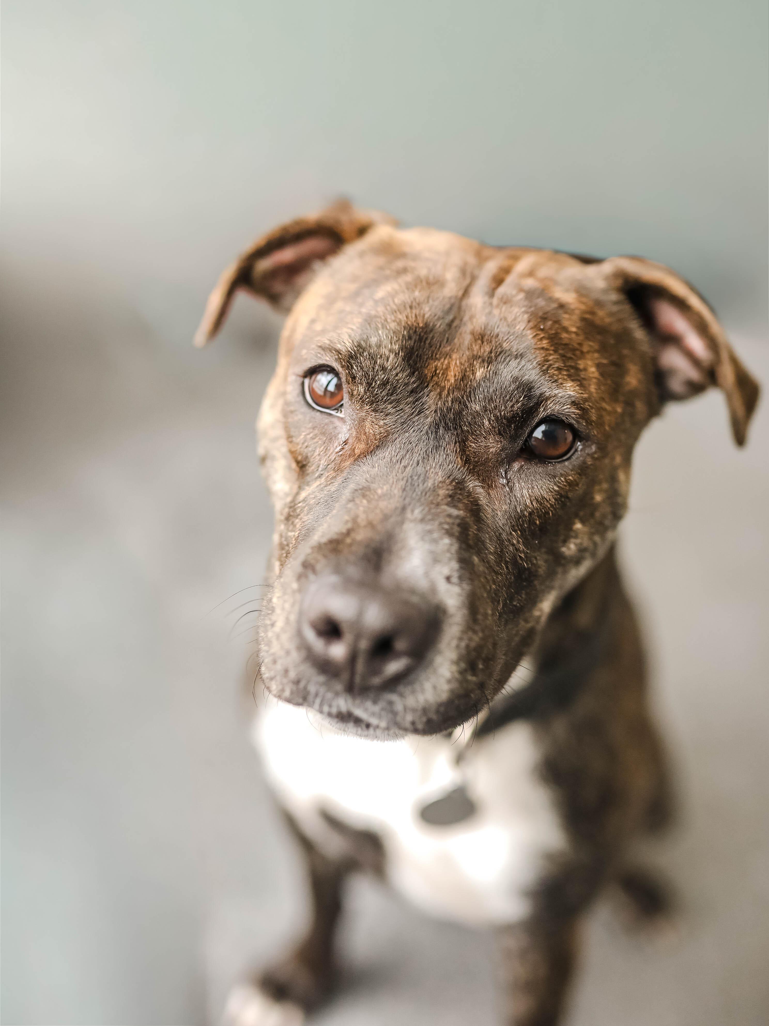 Enlarge Blaze, a ADOPTABLE mixed breed in Pontiac, MI image 1/1