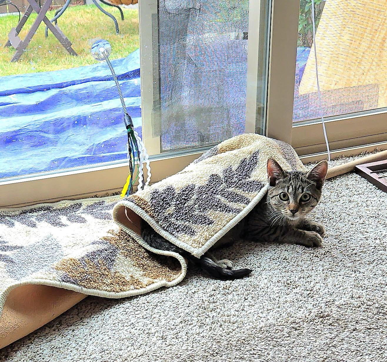 Ruby, a ADOPTABLE Domestic Short Hair in Arlington, WA image 3/3