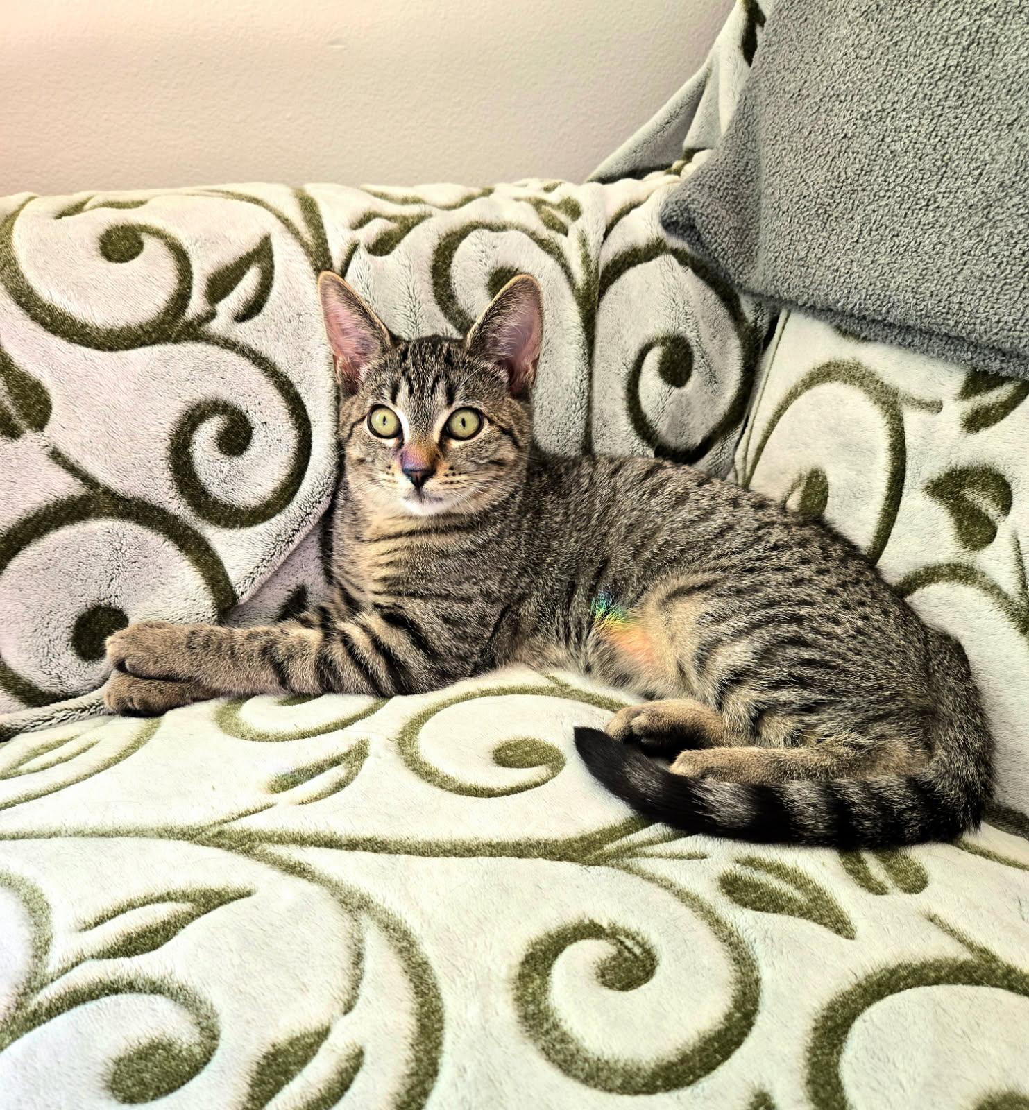 Ruby, ADOPTABLE, Kitten Female Domestic Short Hair.