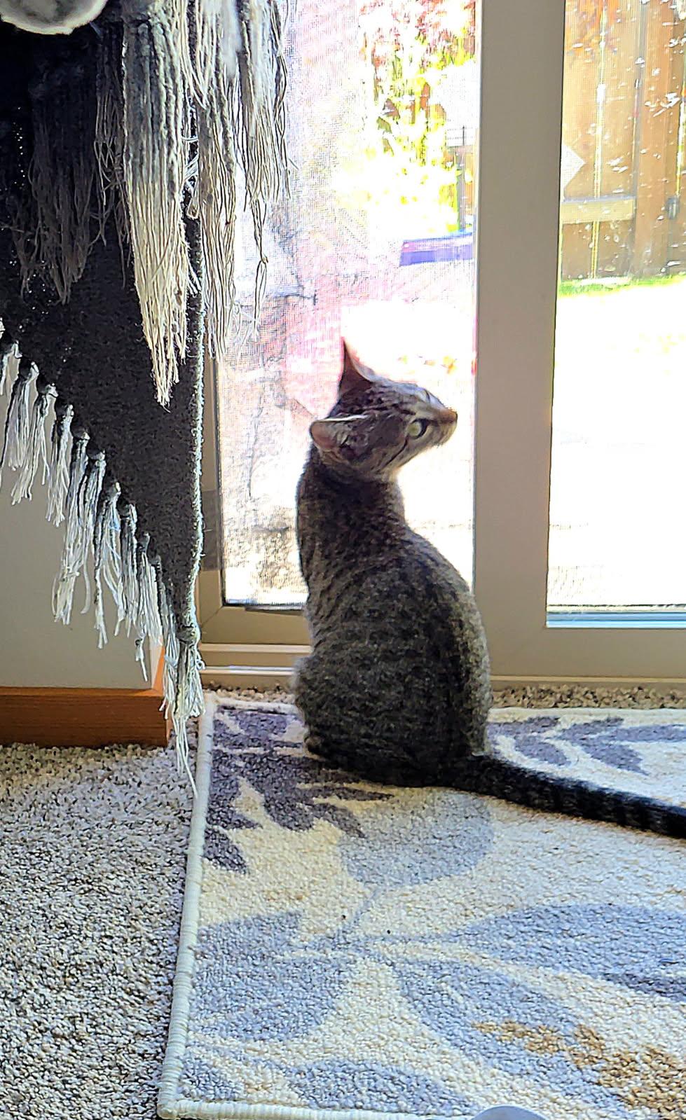 Ruby, a ADOPTABLE Domestic Short Hair in Arlington, WA image 2/3
