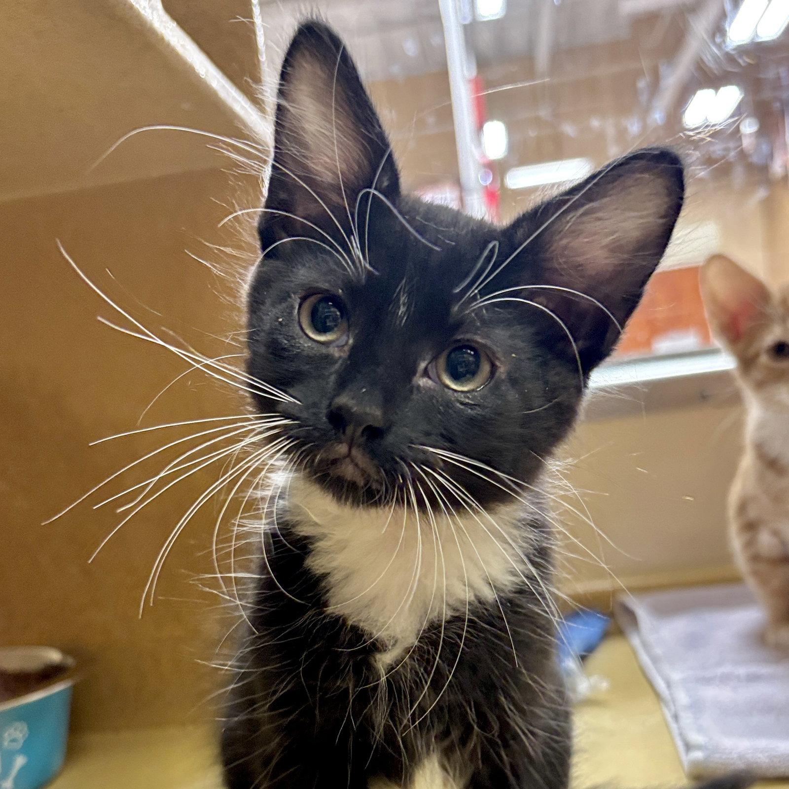 Enlarge Graham, a Adoptable Domestic Medium Hair in Sonora, CA image 1/1