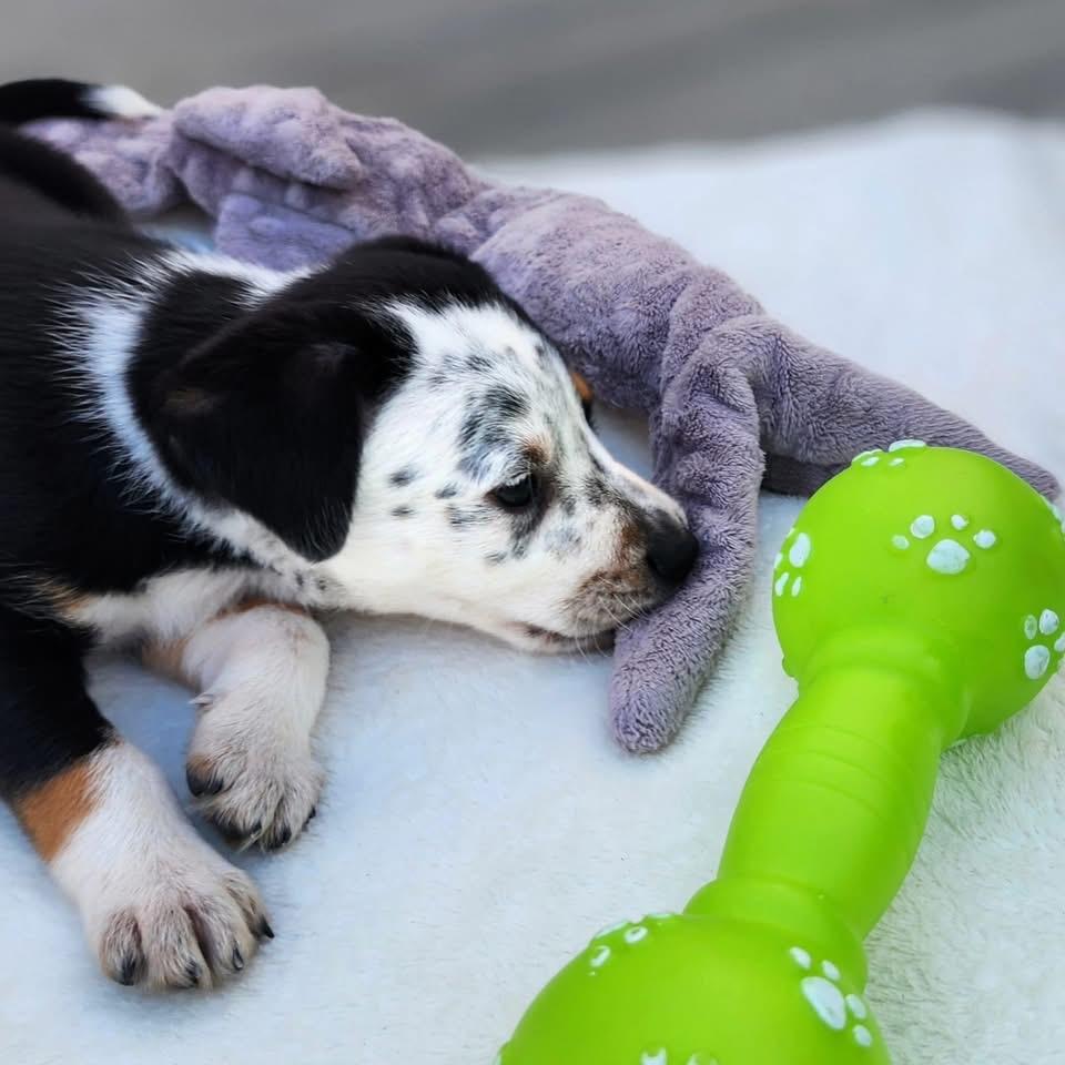 Sydney, Adoptable, Puppy Female Australian Cattle Dog / Blue Heeler.