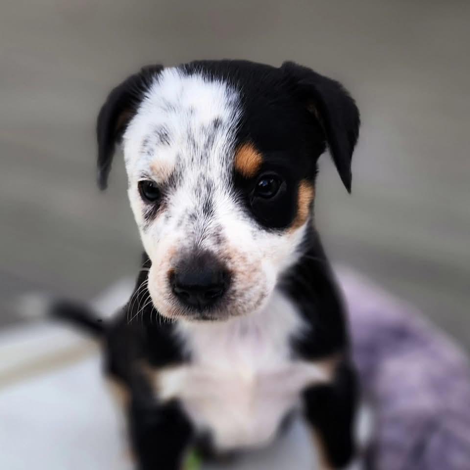 Enlarge Sydney, a Adoptable Australian Cattle Dog / Blue Heeler in Berlin, NJ image 3/3