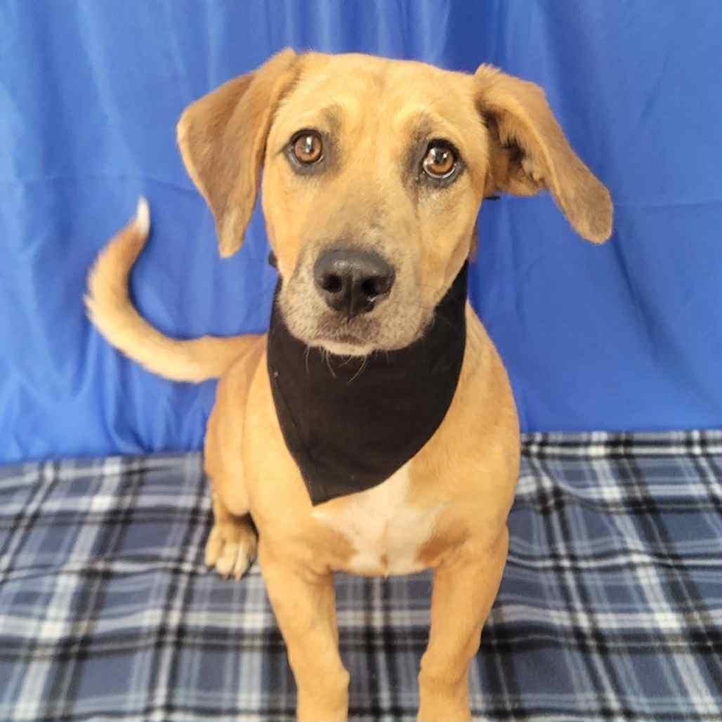 Lance in NH! Come Meet our Adoptable Dogs Wednesday-Saturday. More info in Bio!