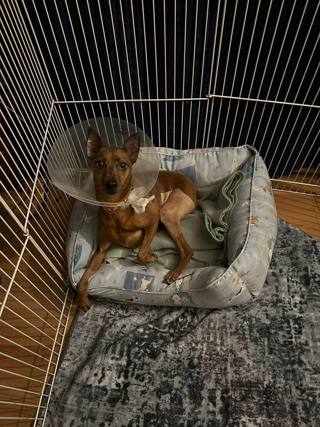 Gimli, ADOPTABLE, Senior Male Miniature Pinscher.