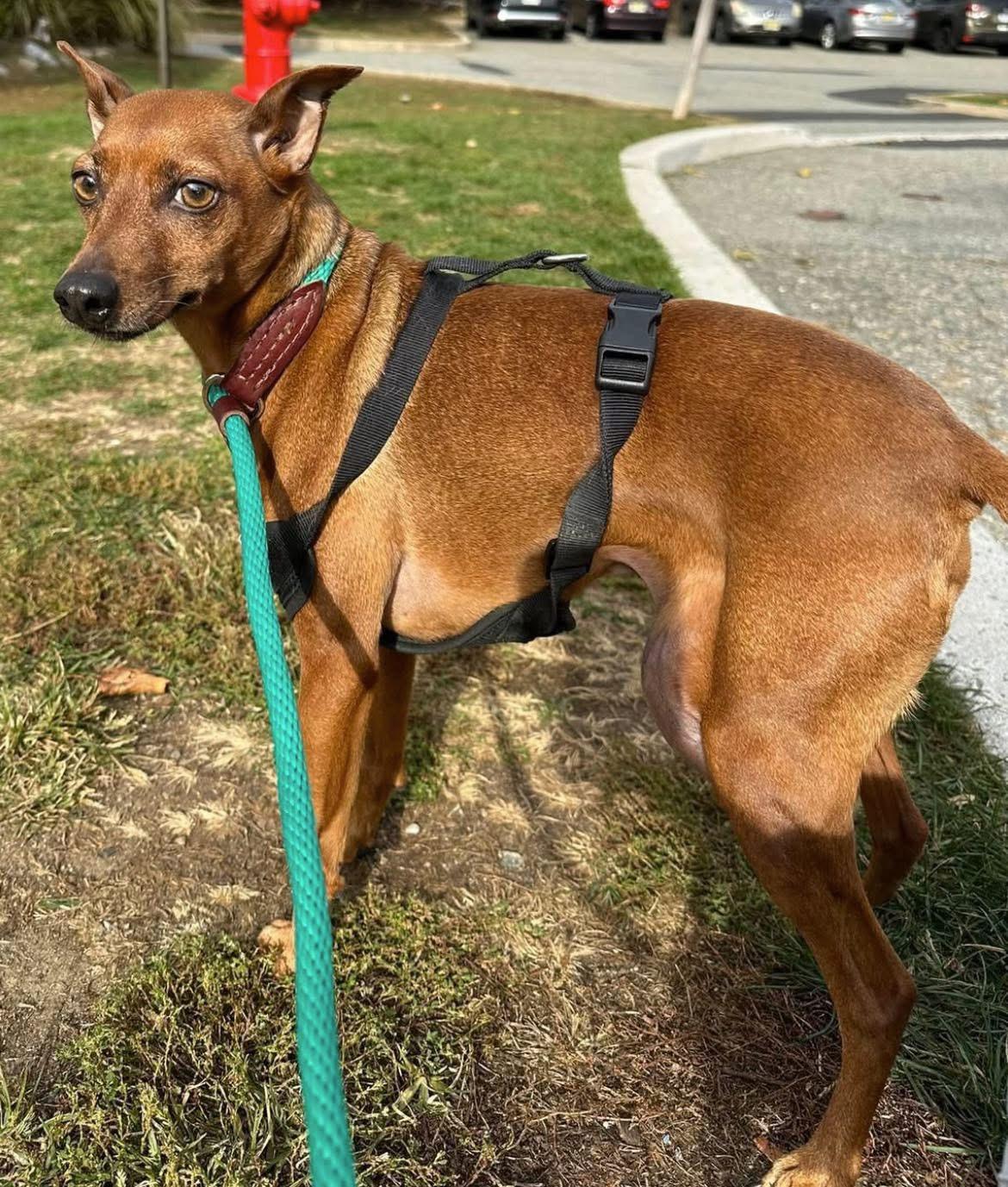 Gimli, a ADOPTABLE Miniature Pinscher in Oak Ridge, NJ image 2/3