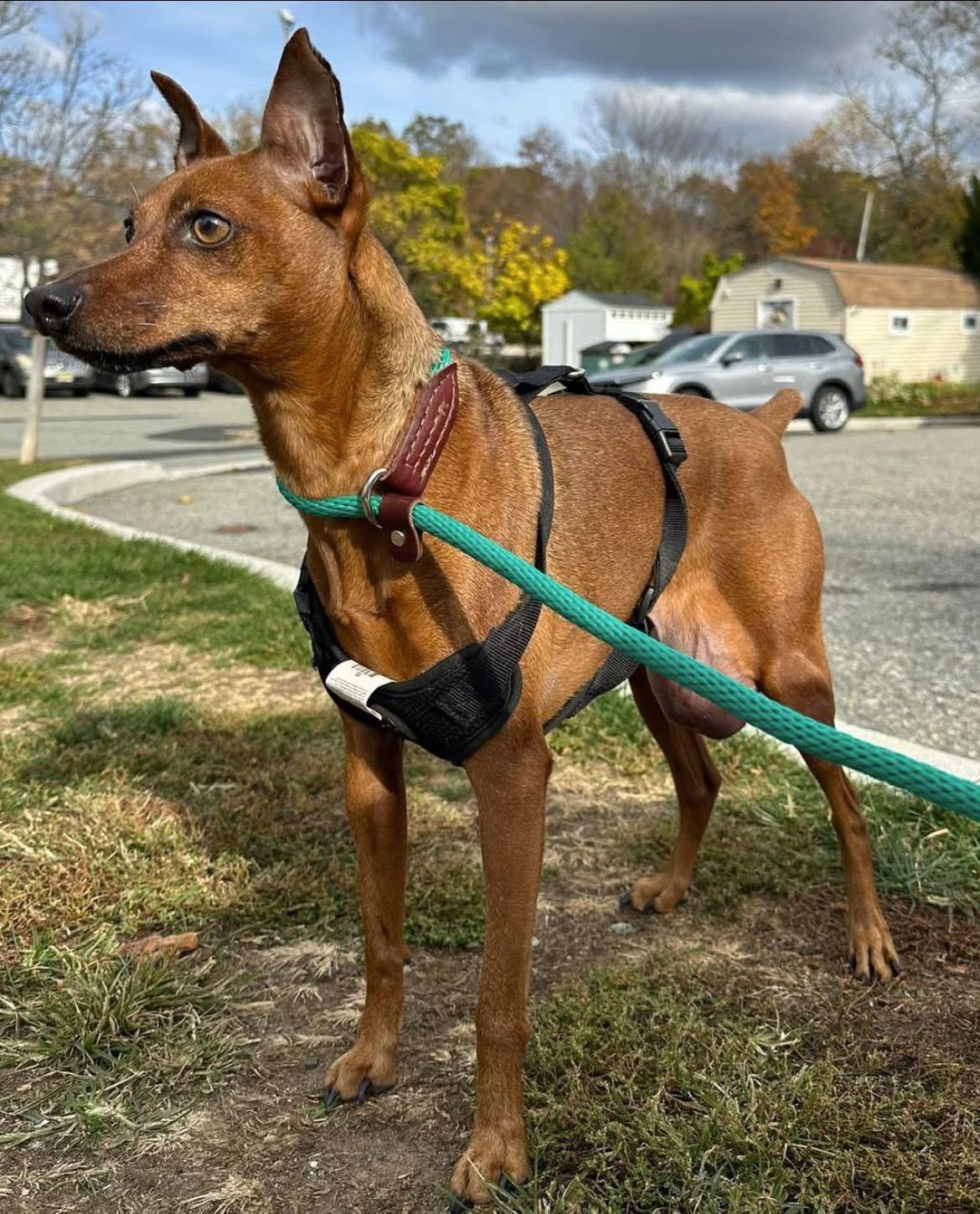 Gimli, a ADOPTABLE Miniature Pinscher in Oak Ridge, NJ image 3/3