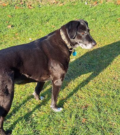 Enlarge Rickie, a Adoptable mixed breed in Clinton, ME image 1/3
