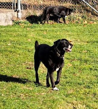 Enlarge Rickie, a Adoptable mixed breed in Clinton, ME image 2/3