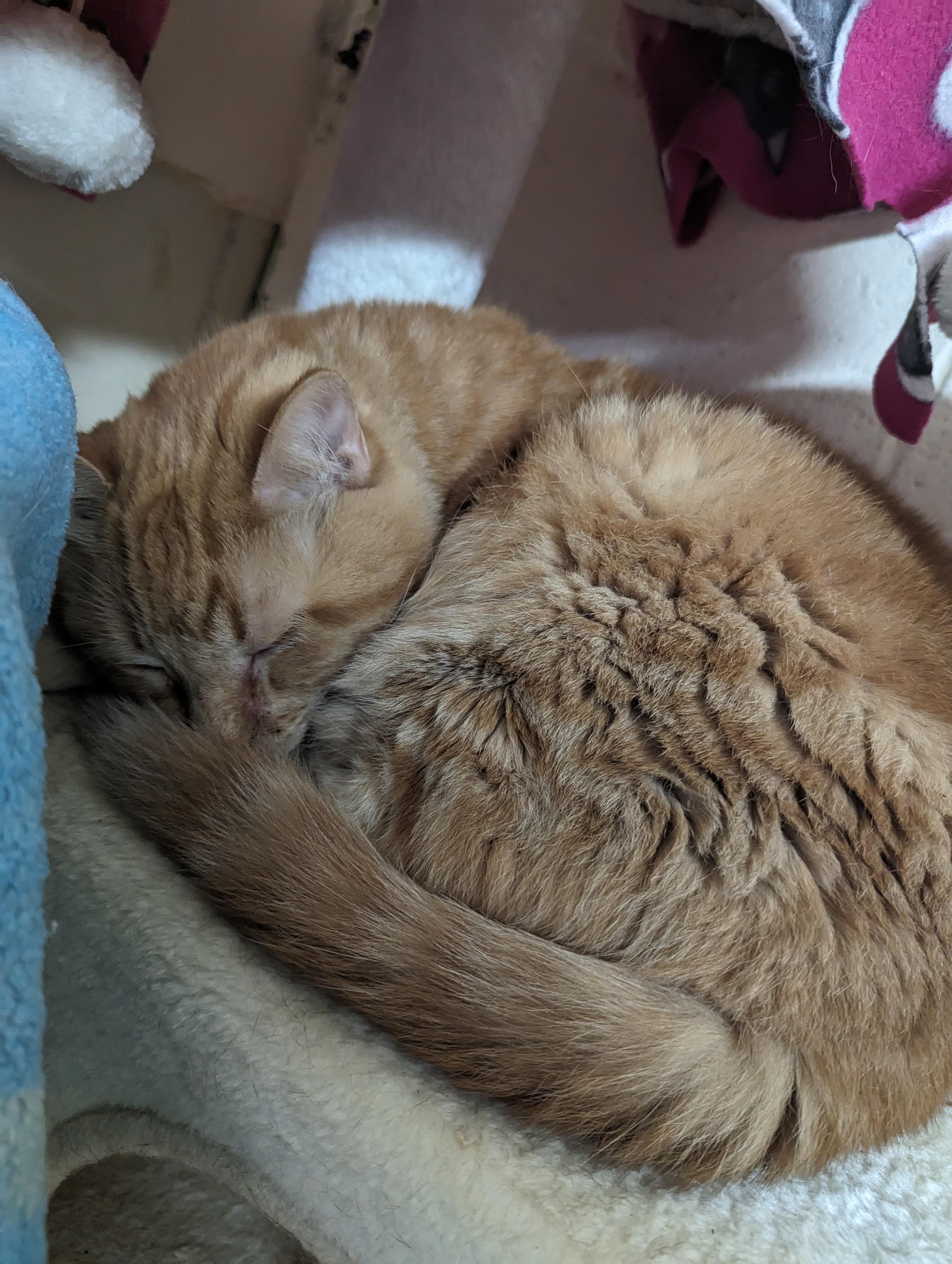 Daisy, Adult Female Domestic Short Hair