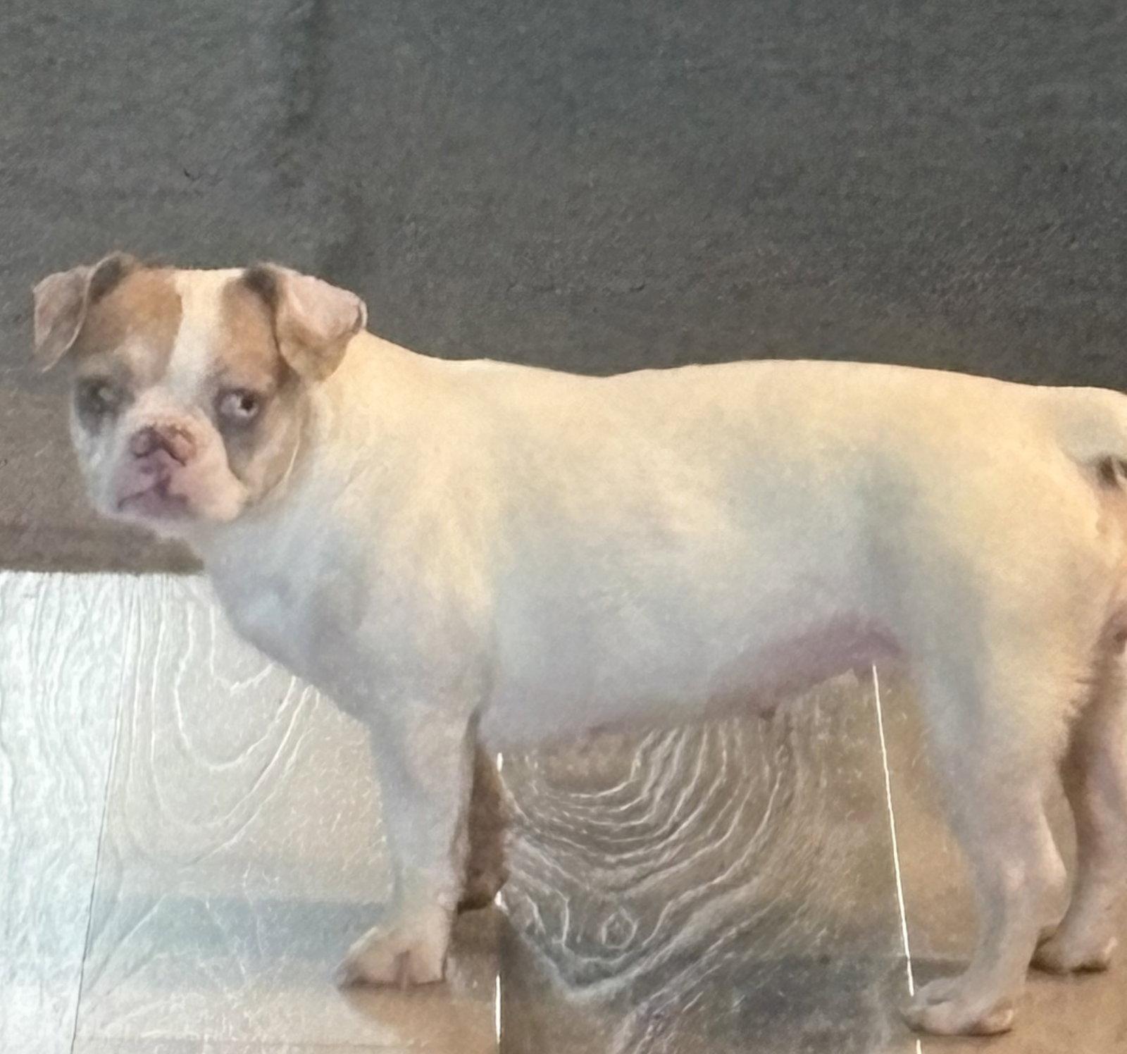 Sushi Roll, Adopted, Adult Female Boston Terrier & French Bulldog.