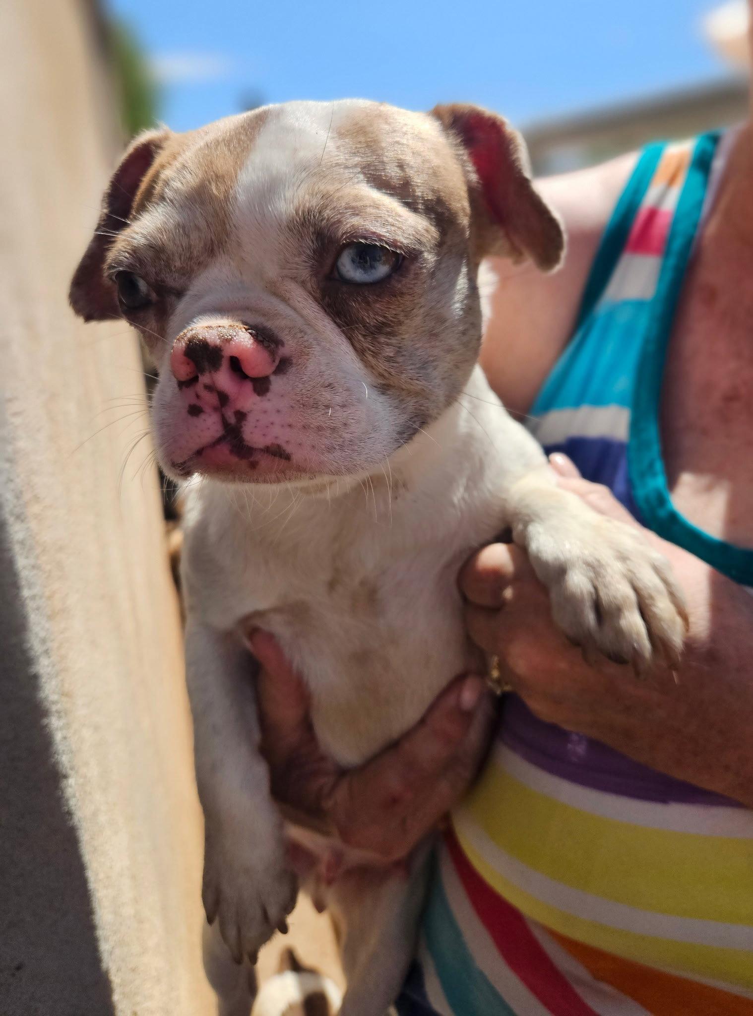 Sushi Roll, a Adopted mixed breed in Scottsdale, AZ image 2/2