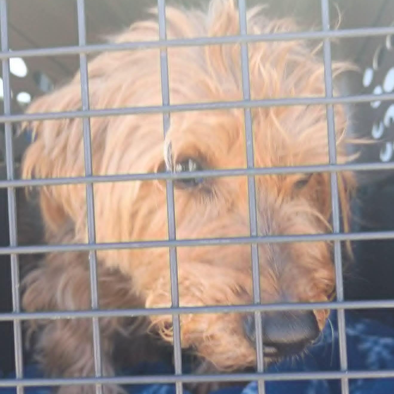 Enlarge Jon Paul (JP), a ADOPTABLE mixed breed in Marana, AZ image 2/2