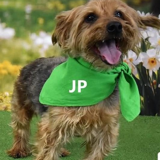 Jon Paul (JP), ADOPTABLE, Senior Male Yorkshire Terrier & Border Terrier.