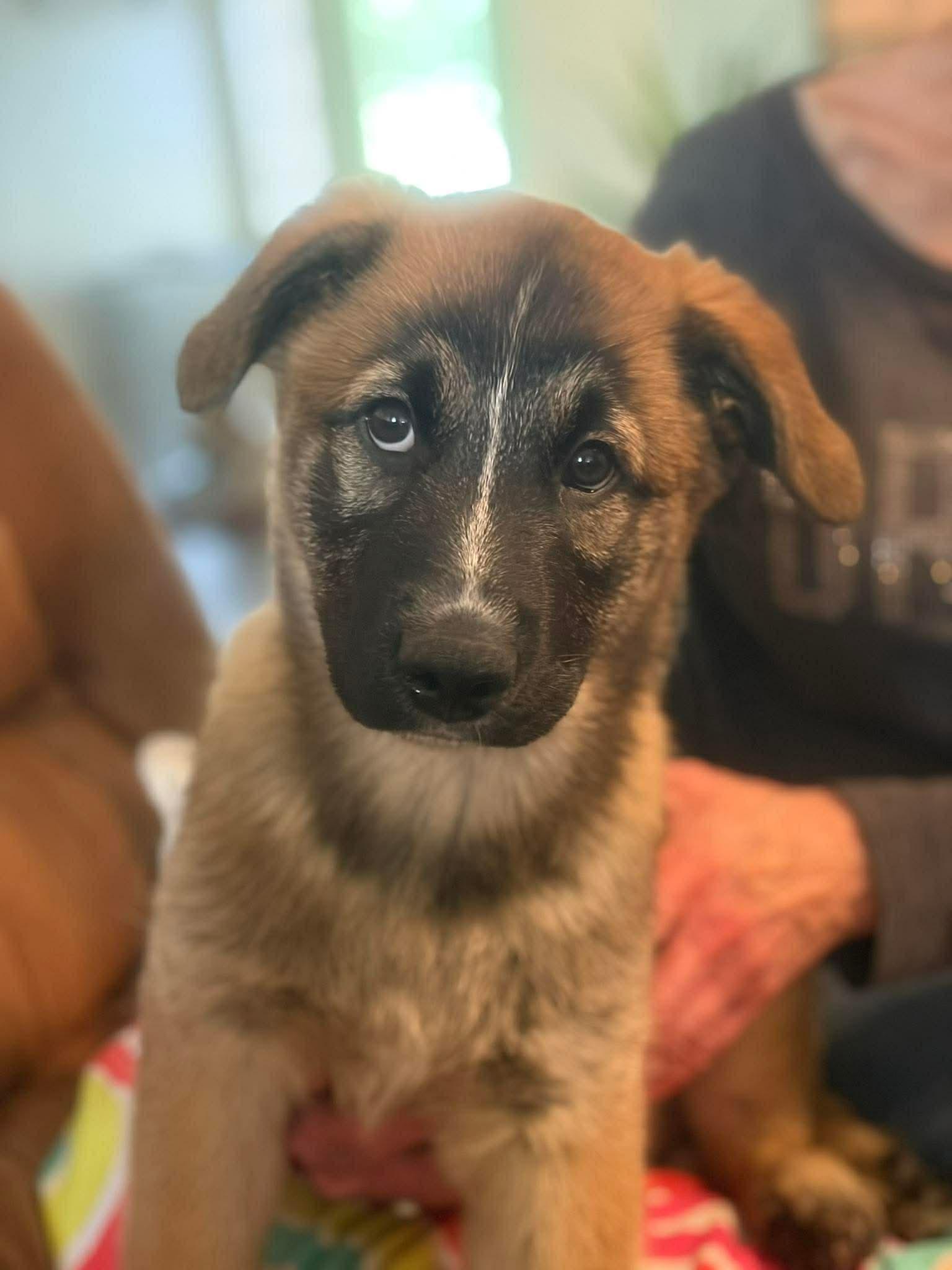 Dustin, ADOPTABLE, Puppy Male Shepherd & Corgi.