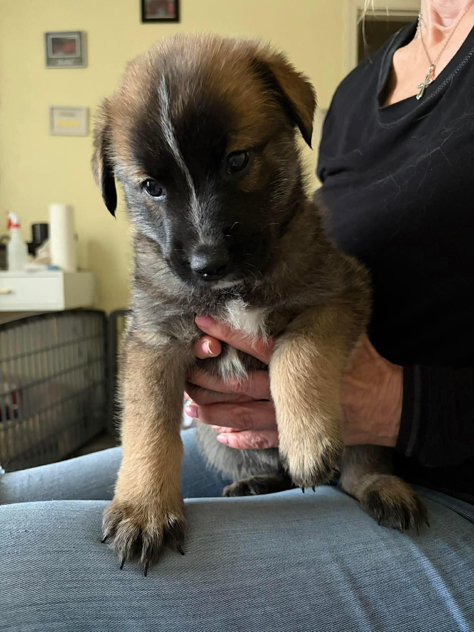 Dustin, a ADOPTABLE mixed breed in Blue Bell, PA image 3/4