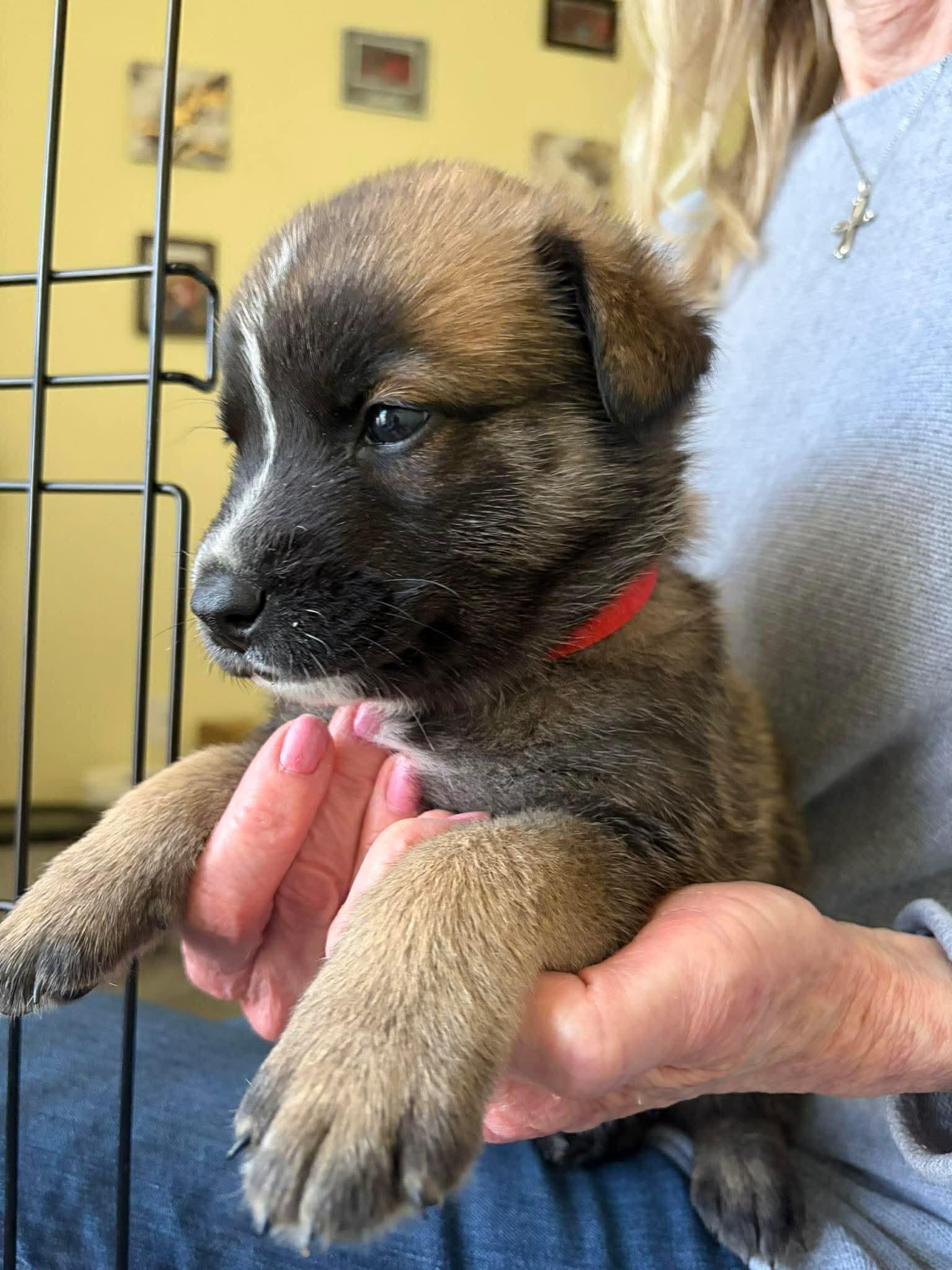 Dustin, a ADOPTABLE mixed breed in Blue Bell, PA image 2/4