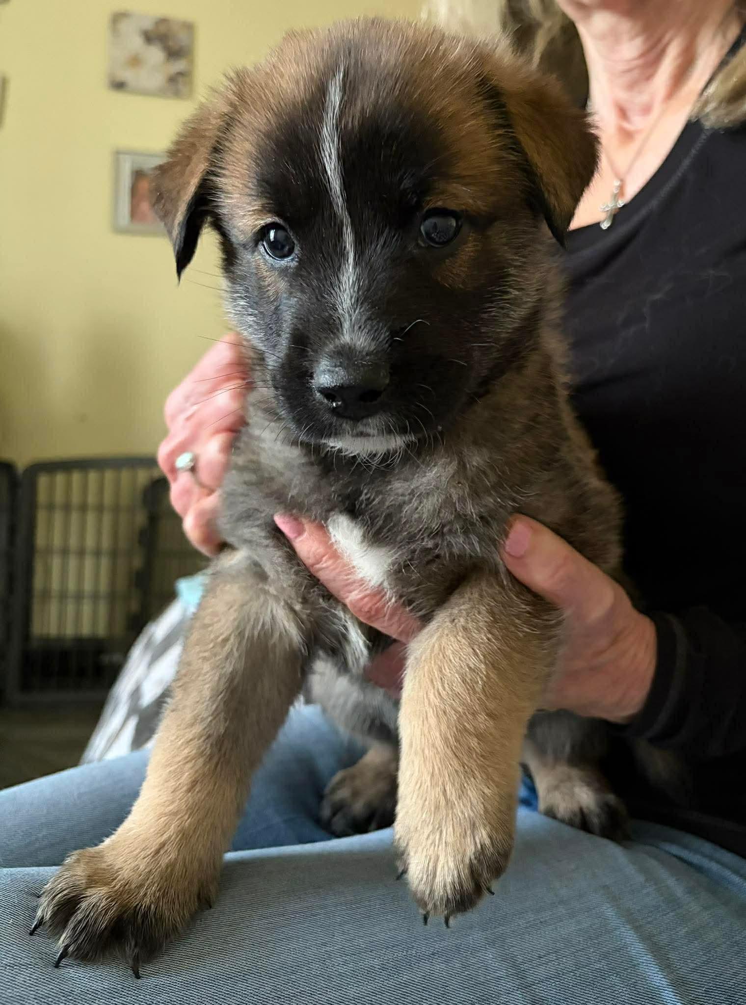 Dustin, a ADOPTABLE mixed breed in Blue Bell, PA image 4/4