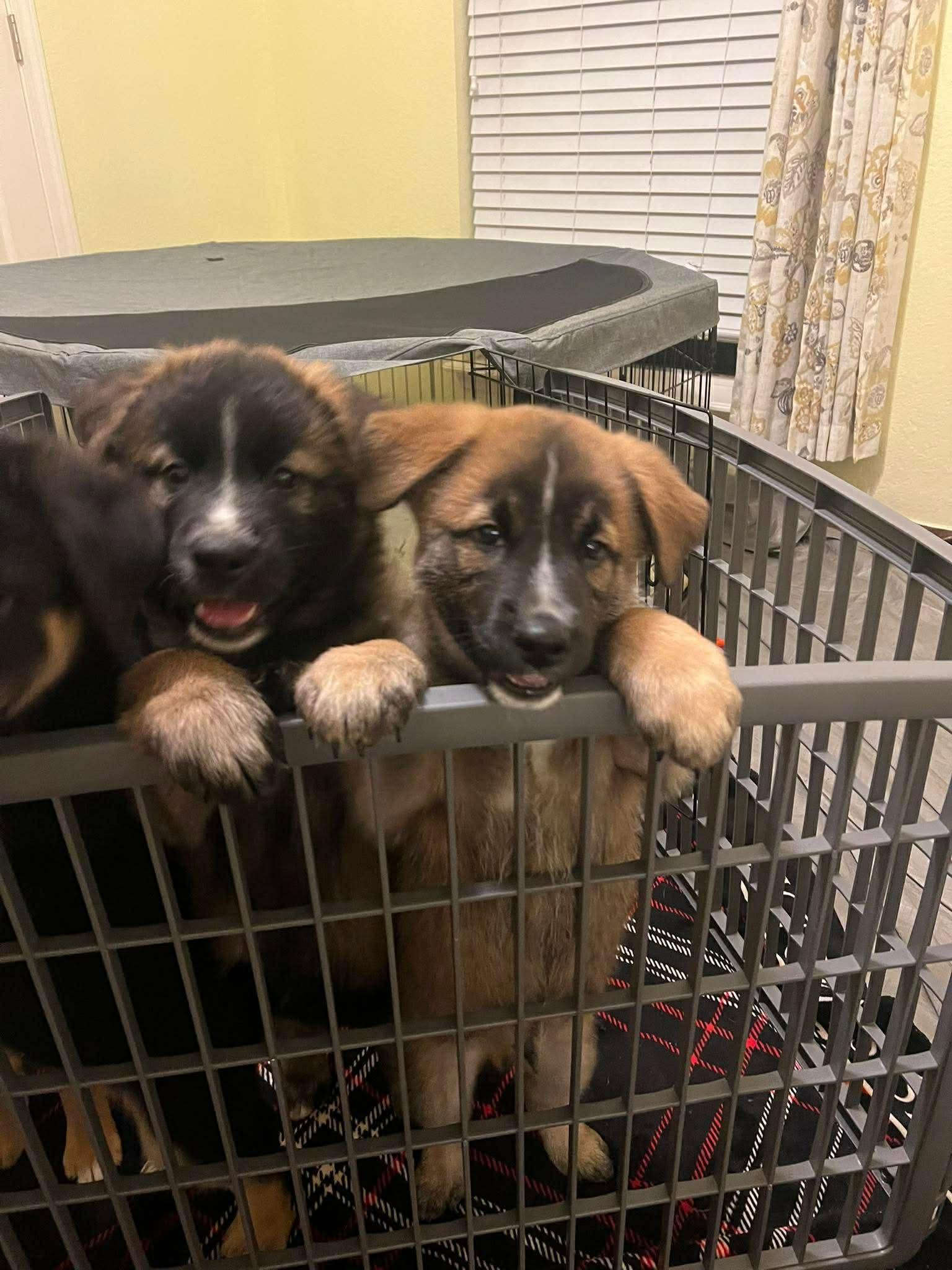 Enlarge Dustin, a ADOPTABLE mixed breed in Blue Bell, PA image 3/5