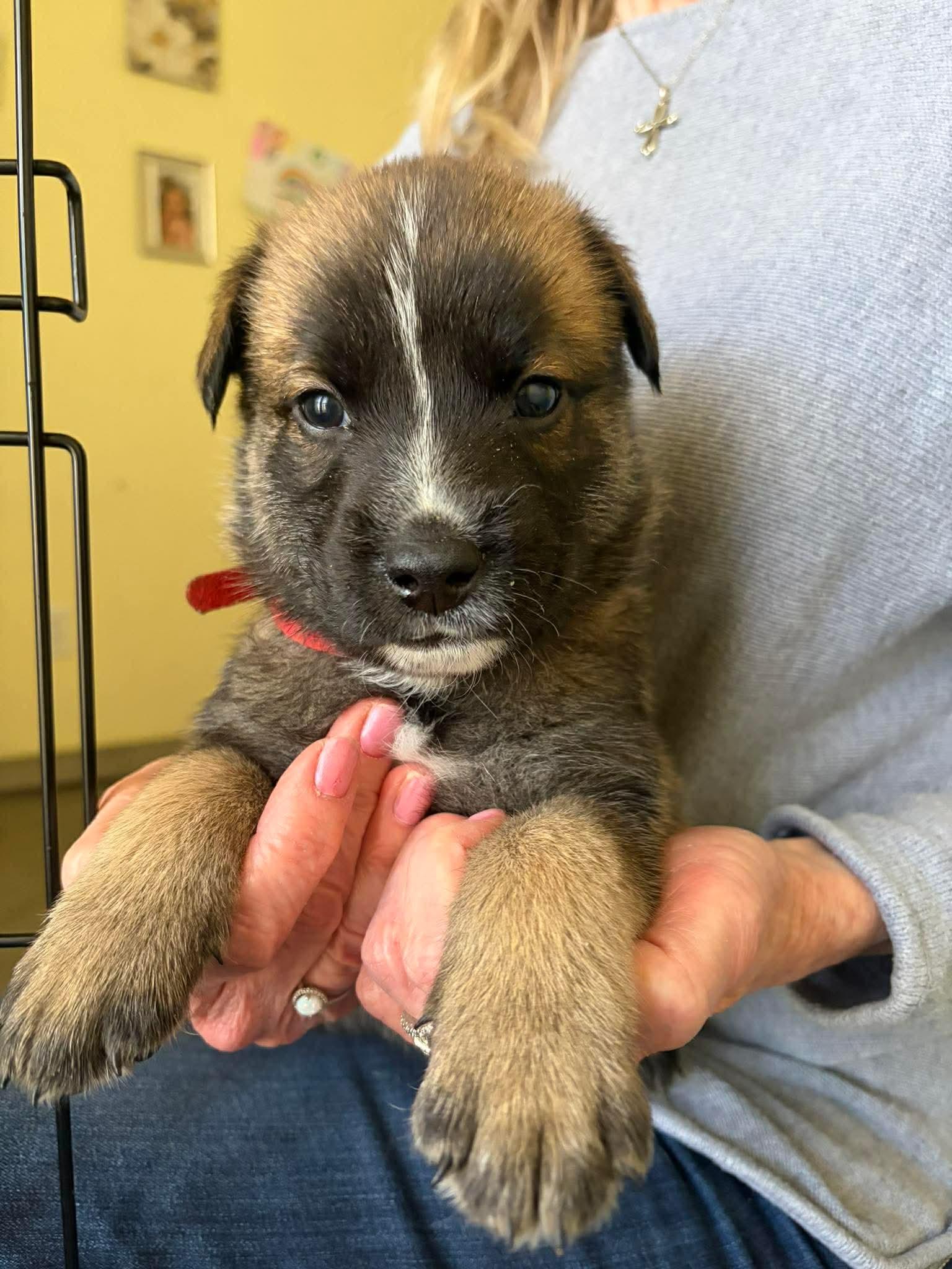 Dustin, ADOPTABLE, Puppy Male Shepherd & Corgi.