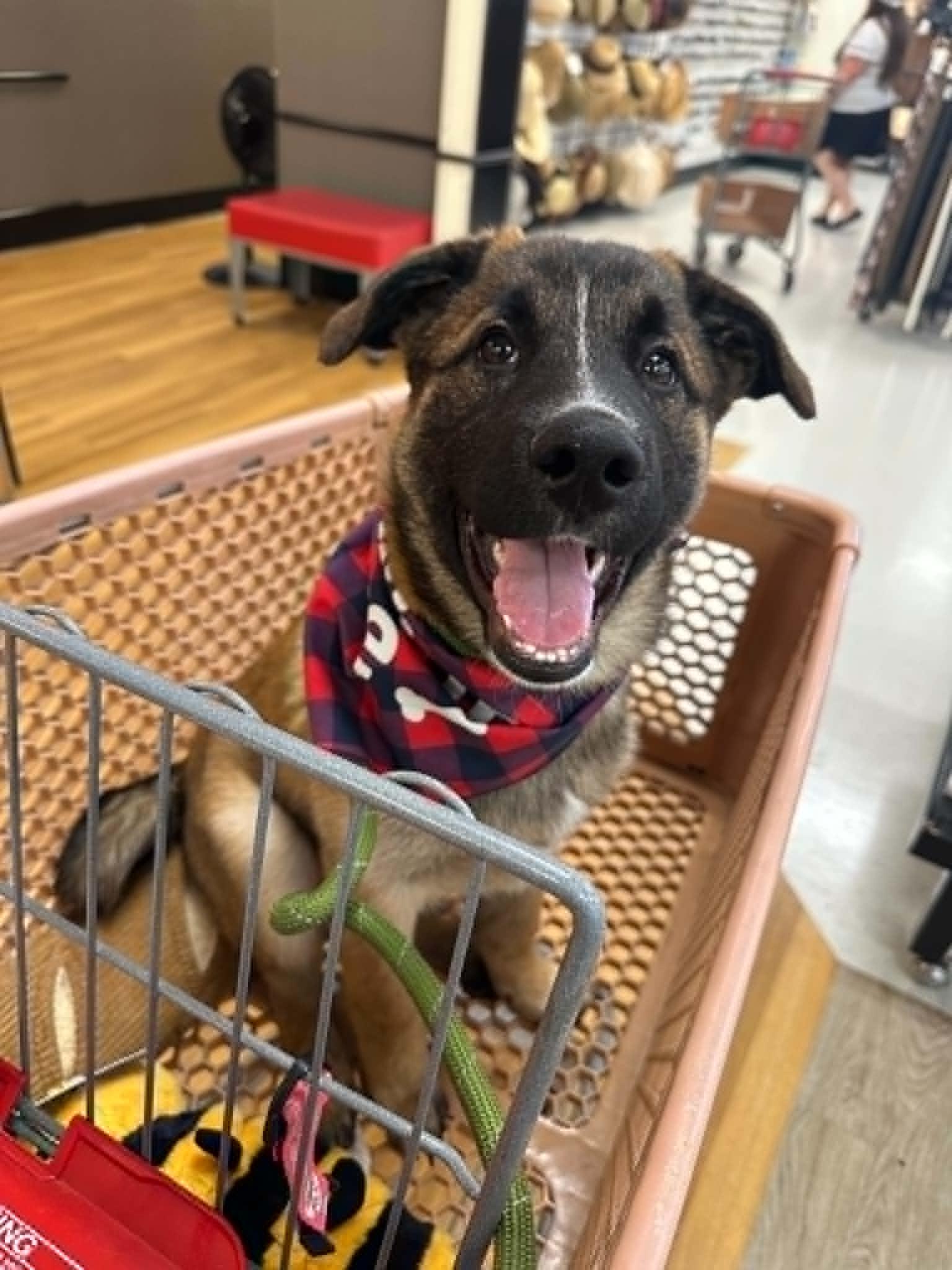 Dustin, ADOPTABLE, Puppy Male Shepherd & Corgi.