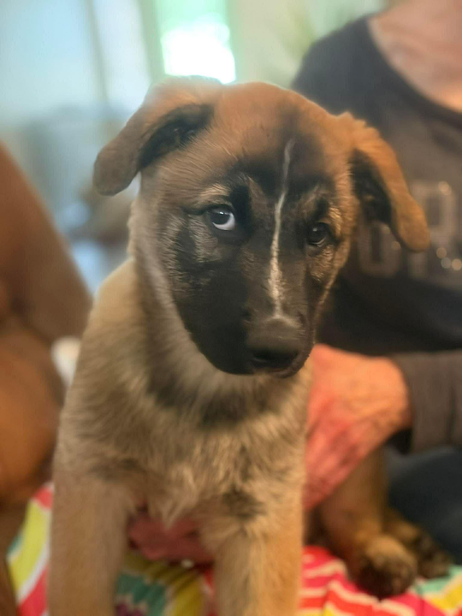 Enlarge Dustin, a ADOPTABLE mixed breed in Blue Bell, PA image 2/5
