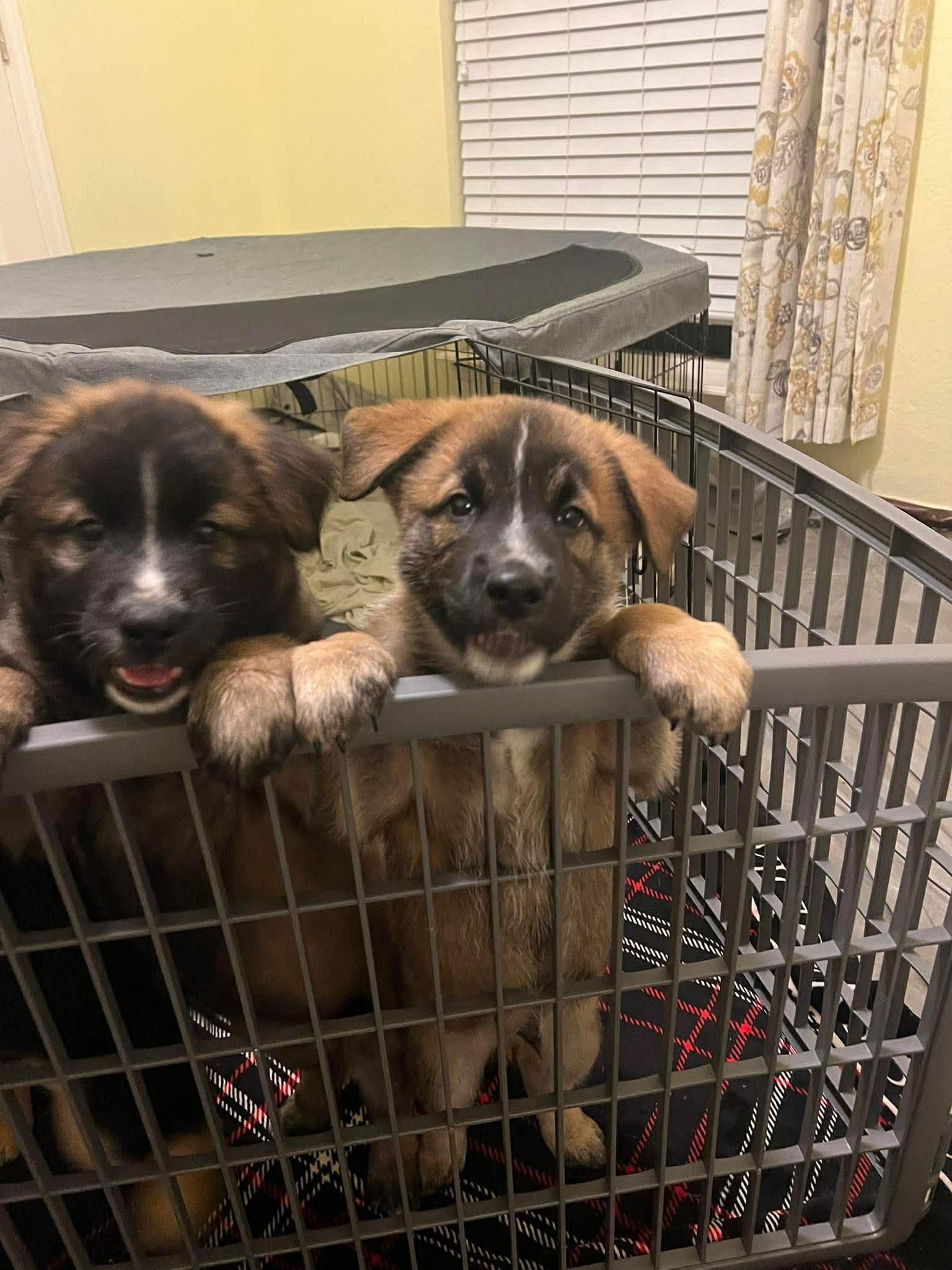 Enlarge Dustin, a ADOPTABLE mixed breed in Blue Bell, PA image 4/5