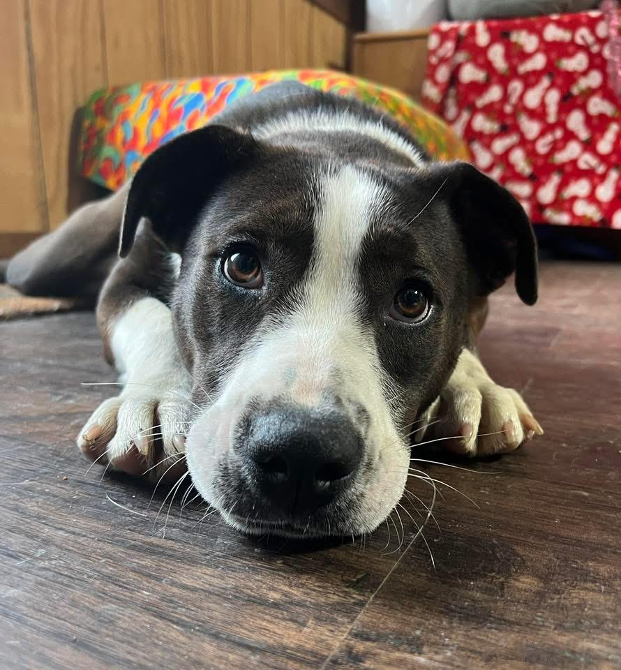 Enlarge Lainey , an adopted mixed breed in Sullivan, MO image 2/5