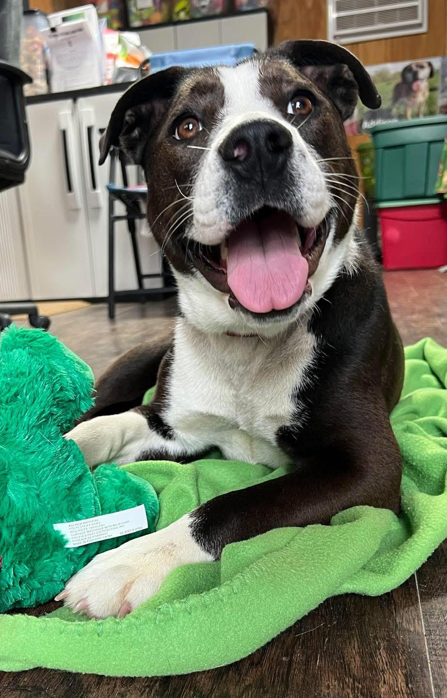 Enlarge Lainey , an adopted mixed breed in Sullivan, MO image 3/5