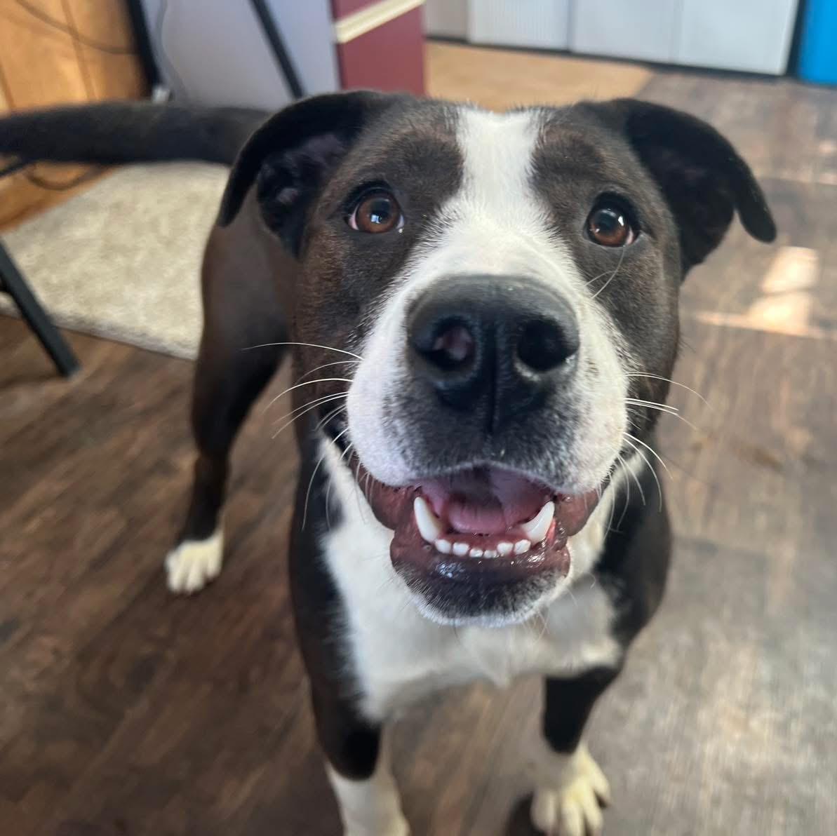 Enlarge Lainey , an adopted mixed breed in Sullivan, MO image 5/5