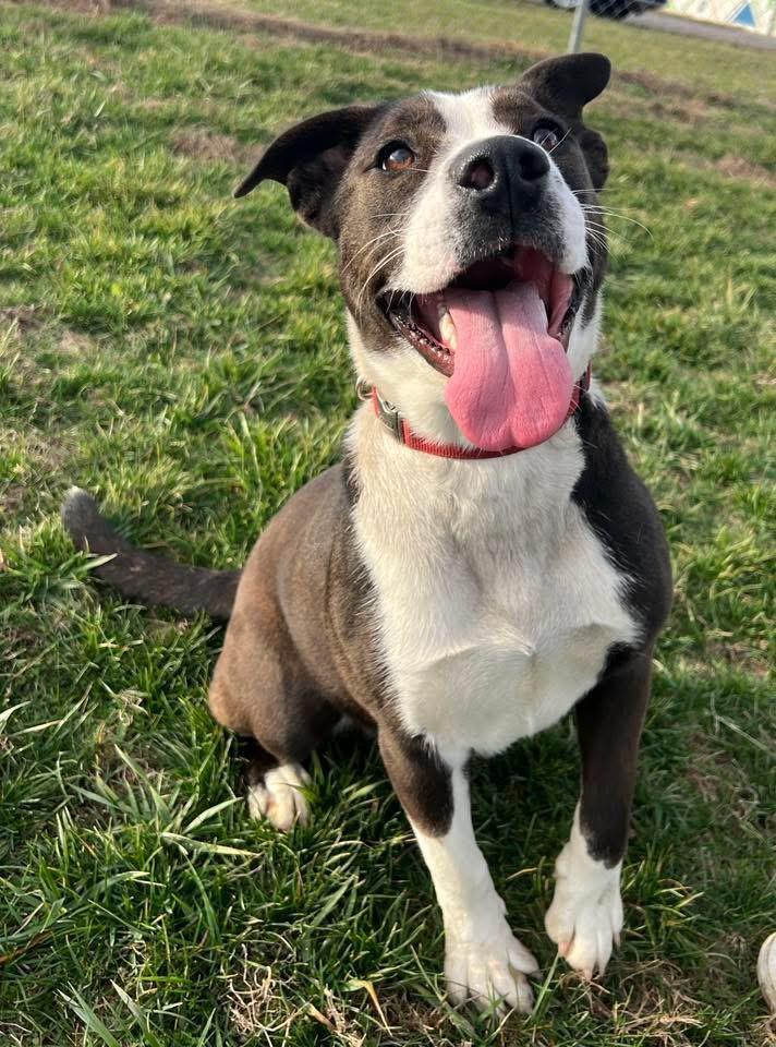 Enlarge Lainey , an adopted mixed breed in Sullivan, MO image 4/5