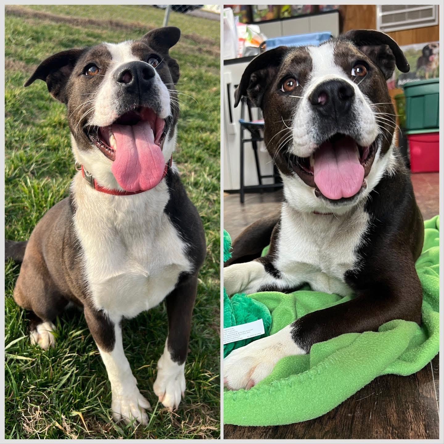 Lainey , ADOPTABLE, Young Female Mixed Breed & Terrier.