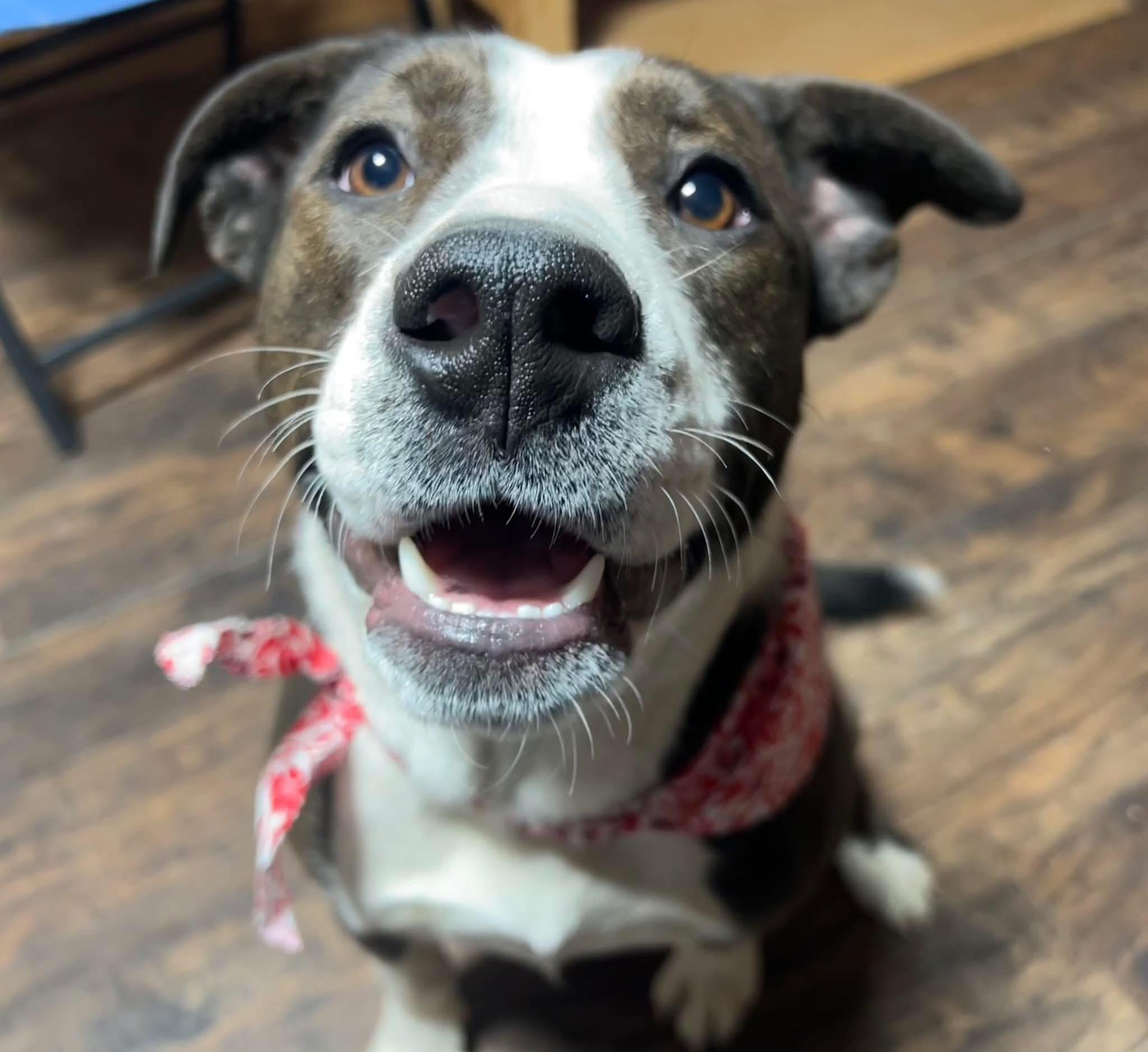 Enlarge Lainey , an adopted mixed breed in Sullivan, MO image 1/5