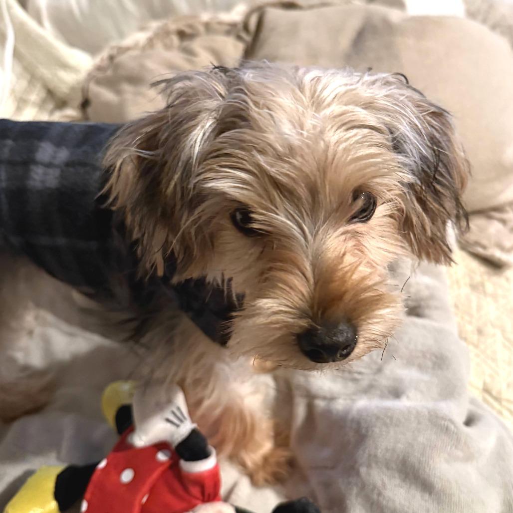 Tucker — thumbnail 3