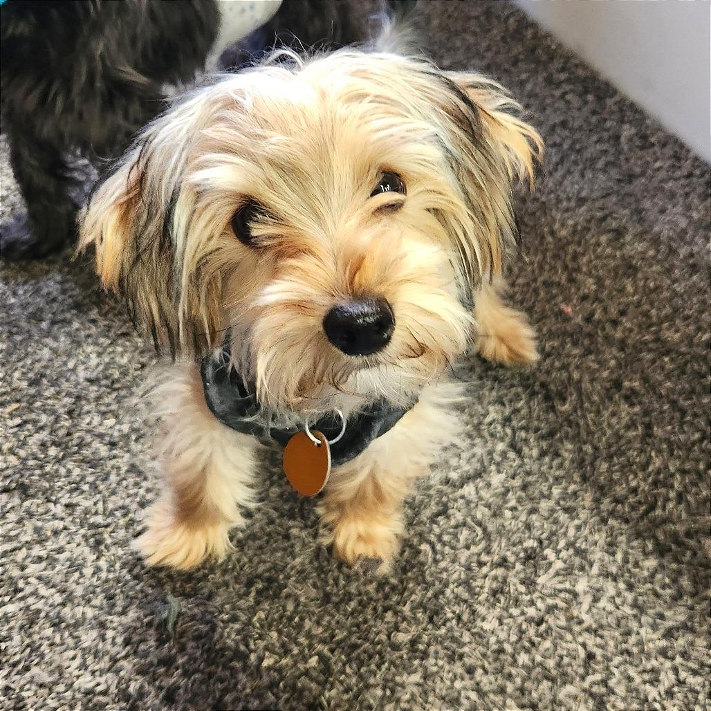 Tucker — thumbnail 4