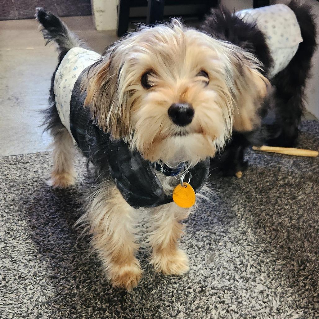 Tucker — thumbnail 6