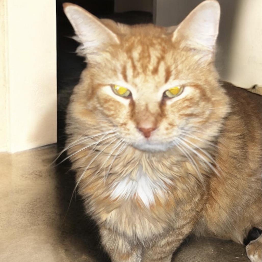 Tiger, Adoptable, Senior Male Domestic Medium Hair.