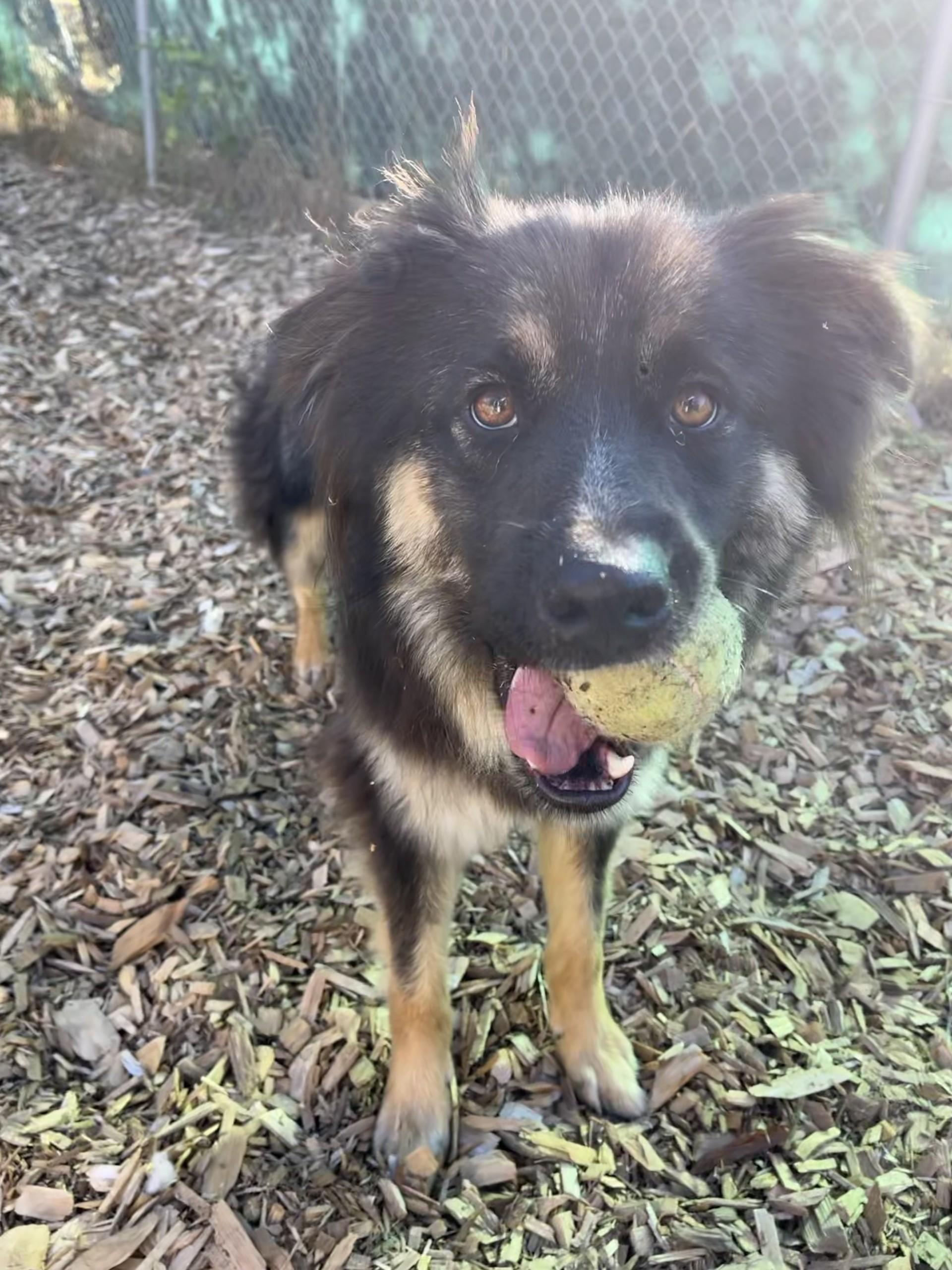 Brody, ADOPTABLE, Young Male Australian Shepherd.