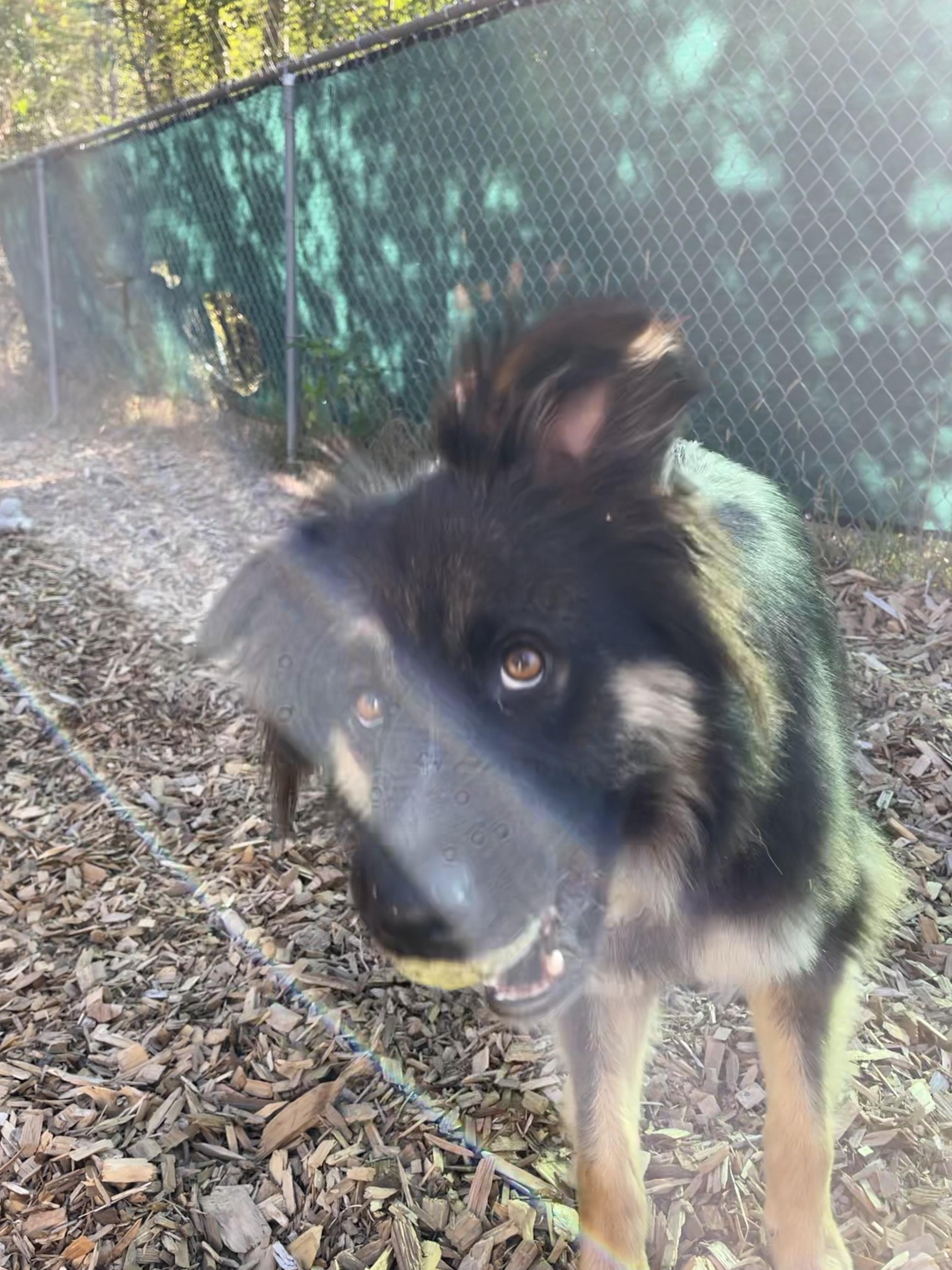 Enlarge Brody, a ADOPTABLE Australian Shepherd in Snoqualmie, WA image 3/6