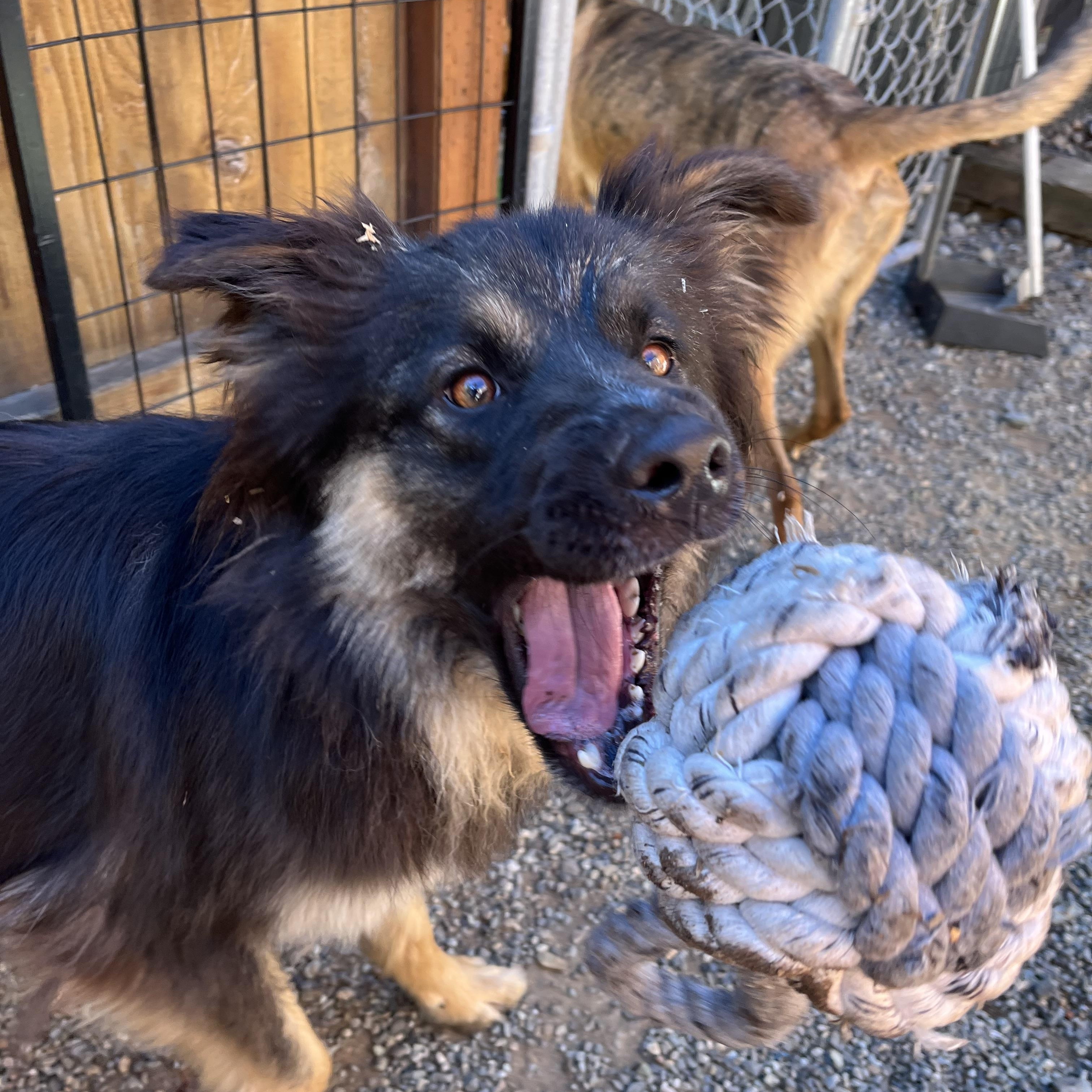 Enlarge Brody, a ADOPTABLE Australian Shepherd in Snoqualmie, WA image 5/6