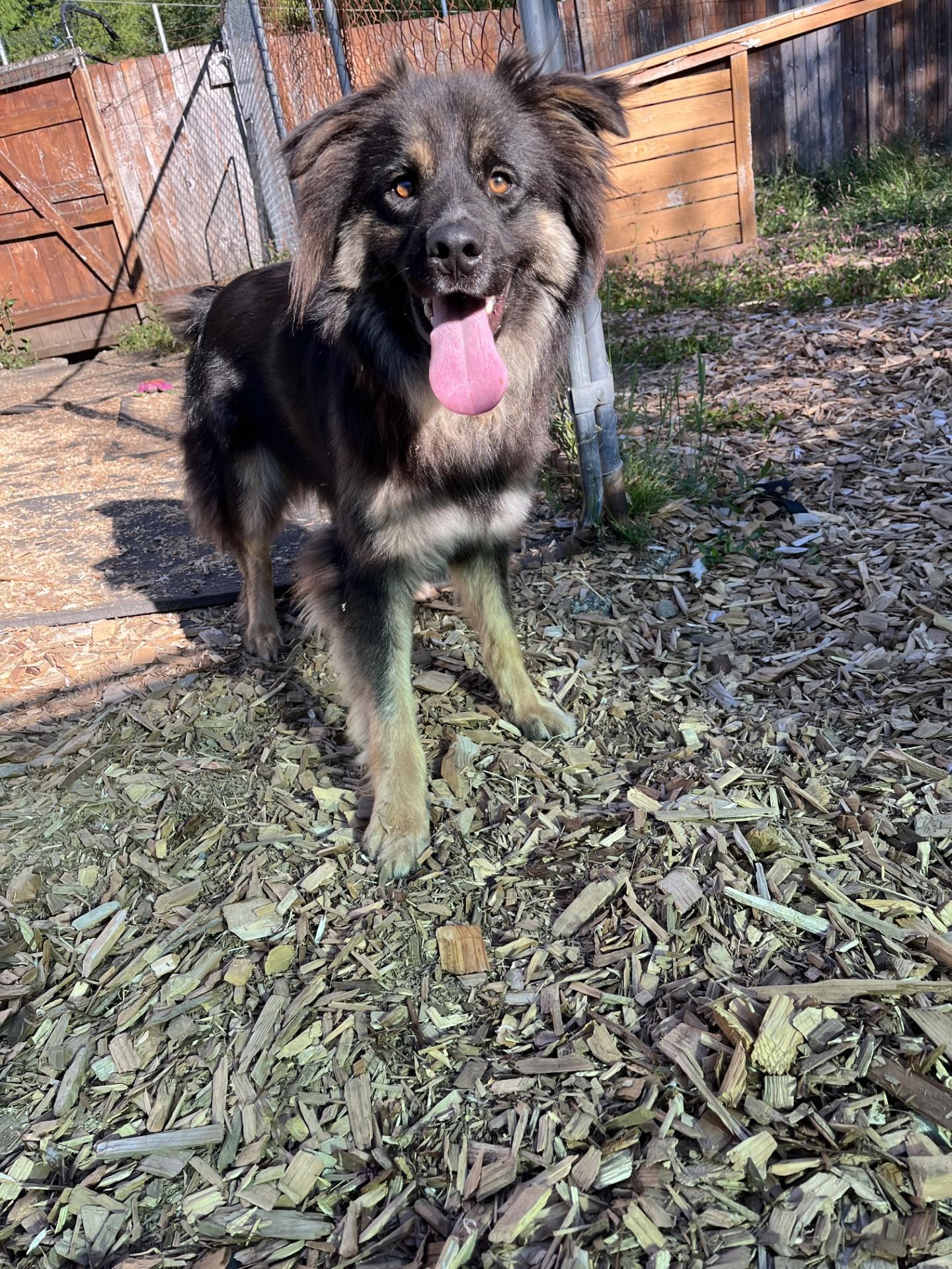 Enlarge Brody, a ADOPTABLE Australian Shepherd in Snoqualmie, WA image 2/6