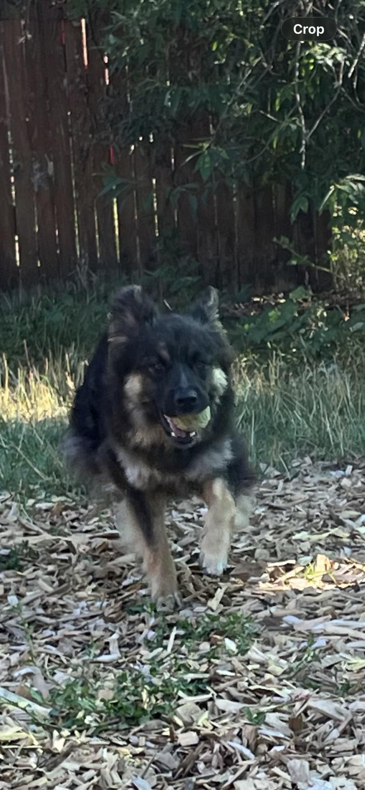 Enlarge Brody, a ADOPTABLE Australian Shepherd in Snoqualmie, WA image 4/6