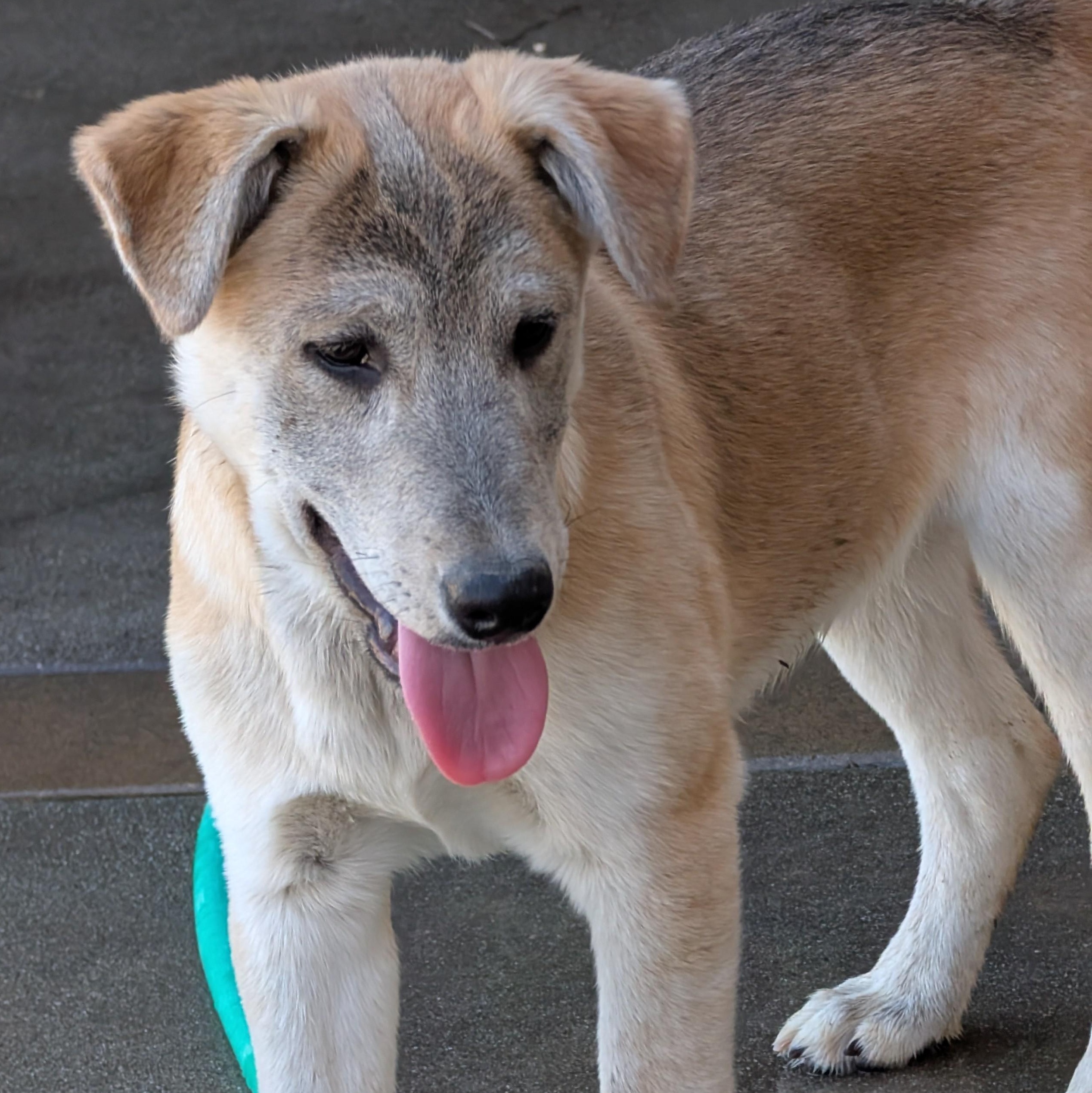 Enlarge Clara, a Adoptable mixed breed in Perris, CA image 1/4