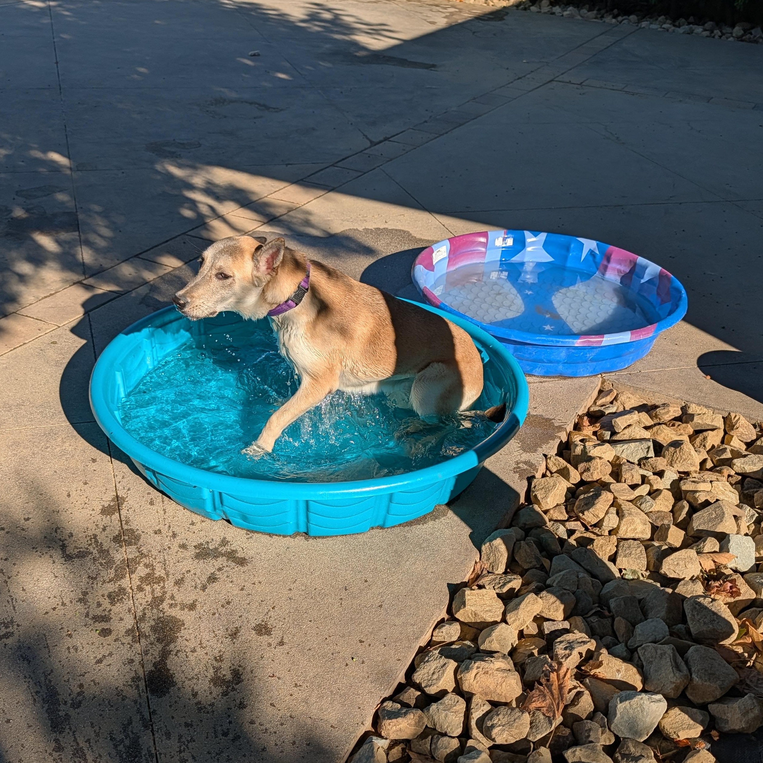 Enlarge Clara, a Adoptable mixed breed in Perris, CA image 3/4