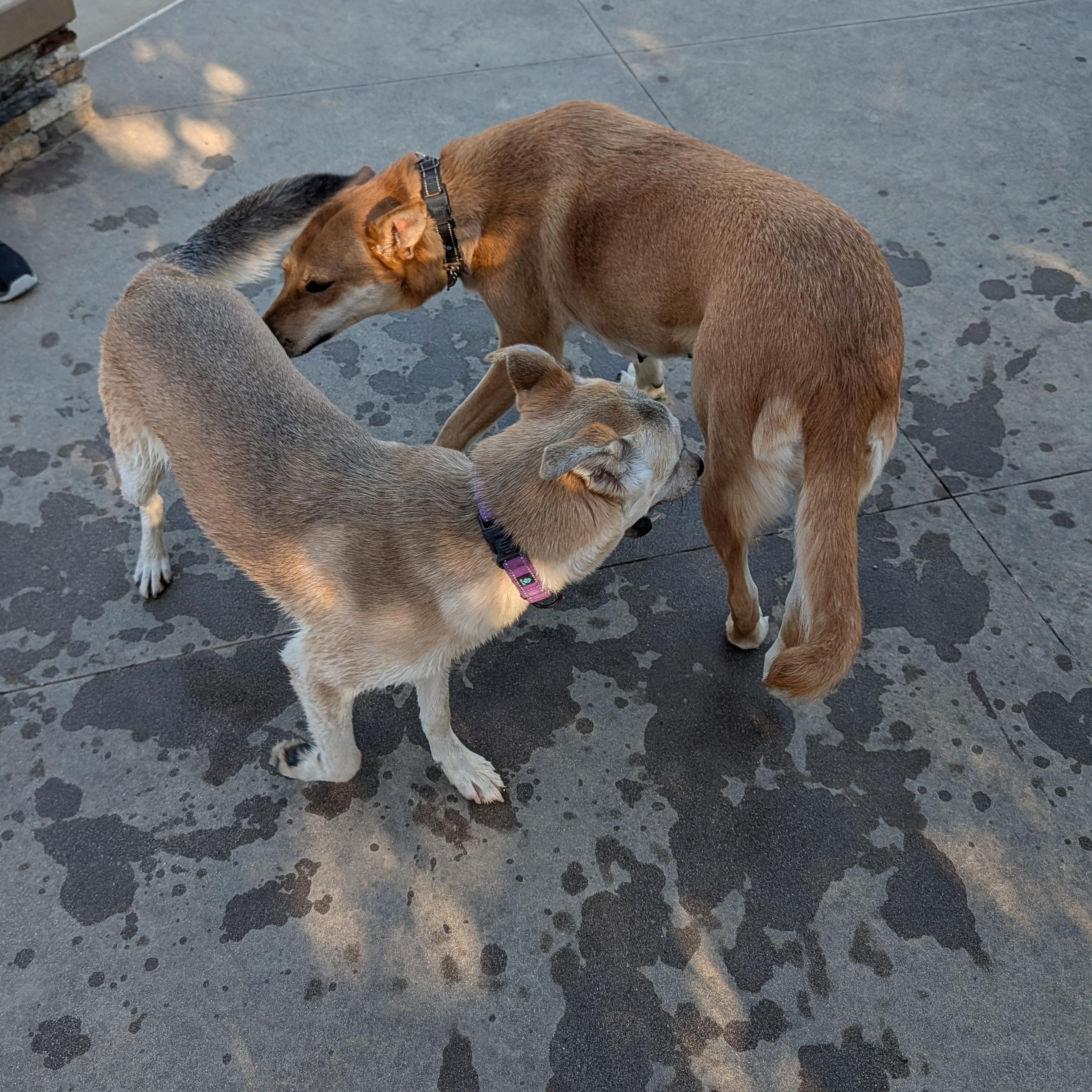 Enlarge Clara, a Adoptable mixed breed in Perris, CA image 4/4