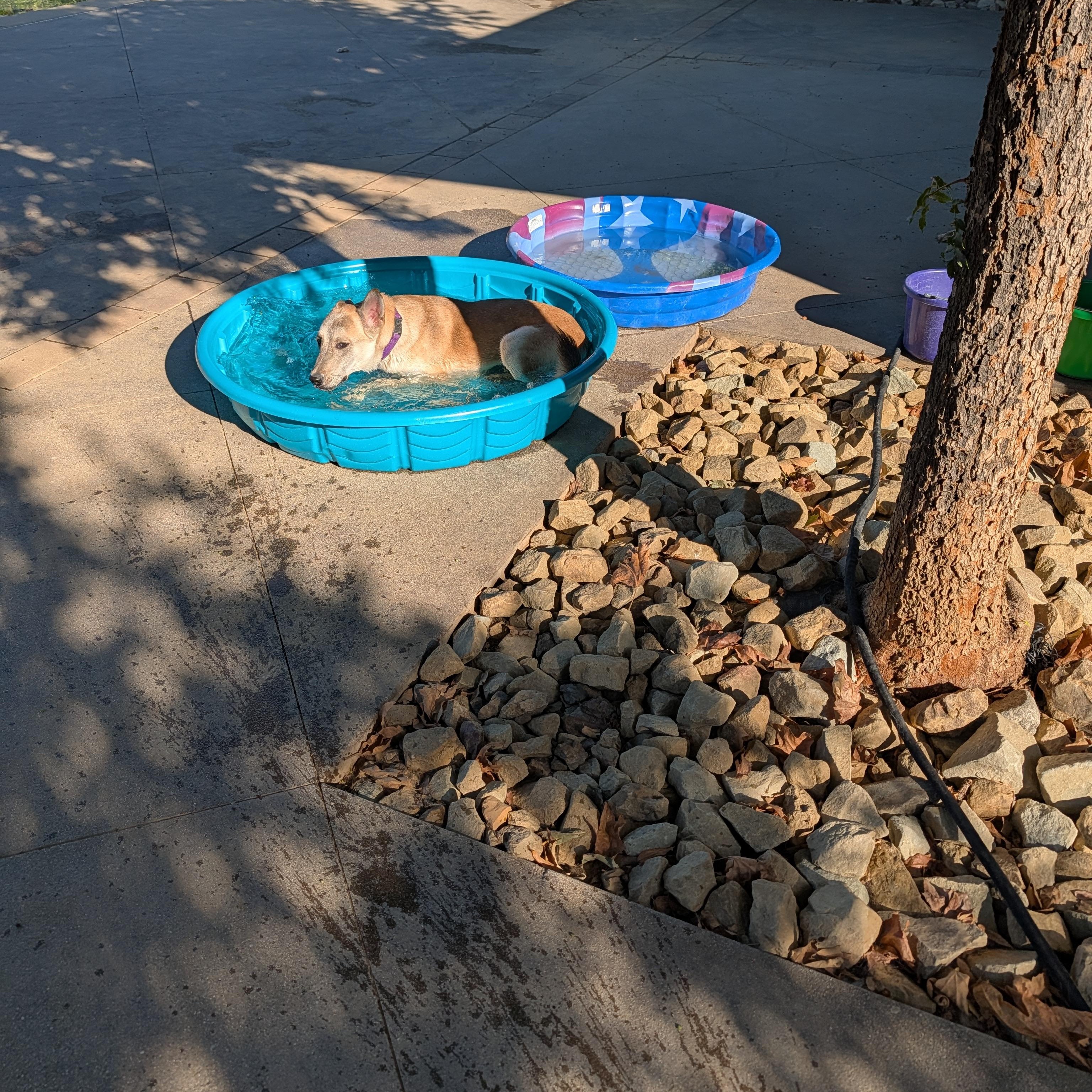 Enlarge Clara, a Adoptable mixed breed in Perris, CA image 2/4