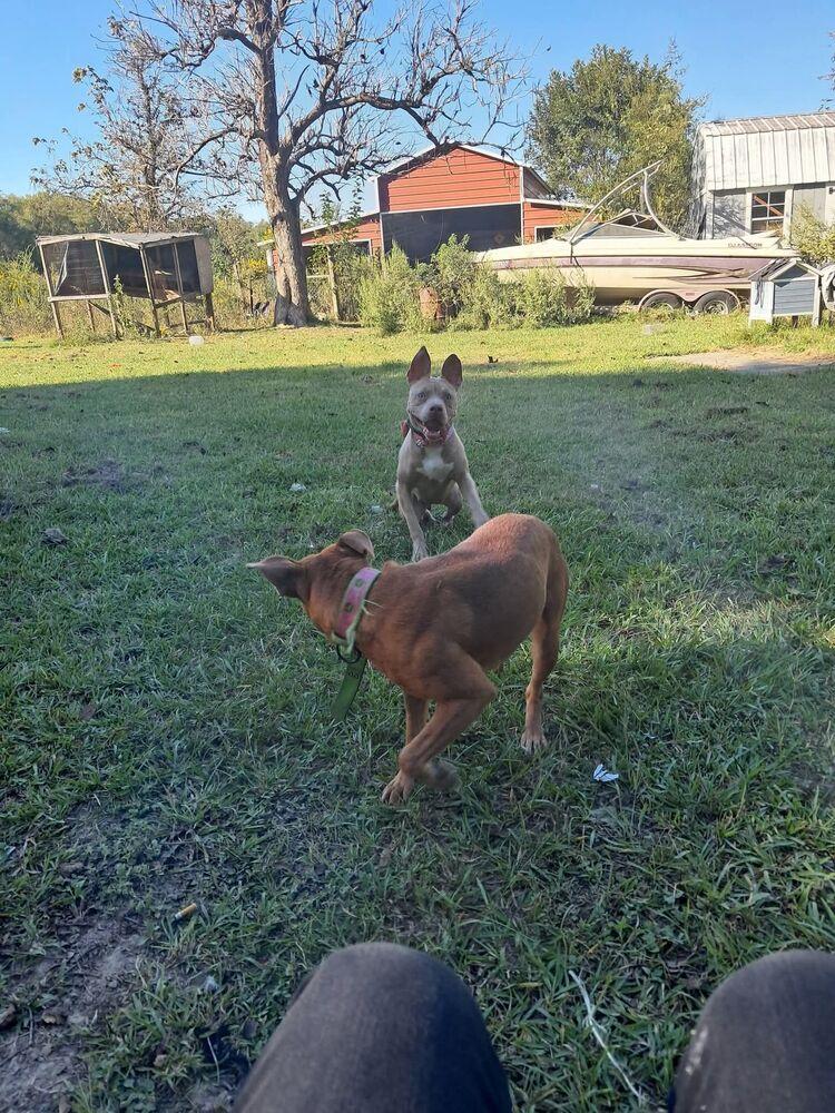 Enlarge Madison, a Adopted mixed breed in Scott, LA image 1/4