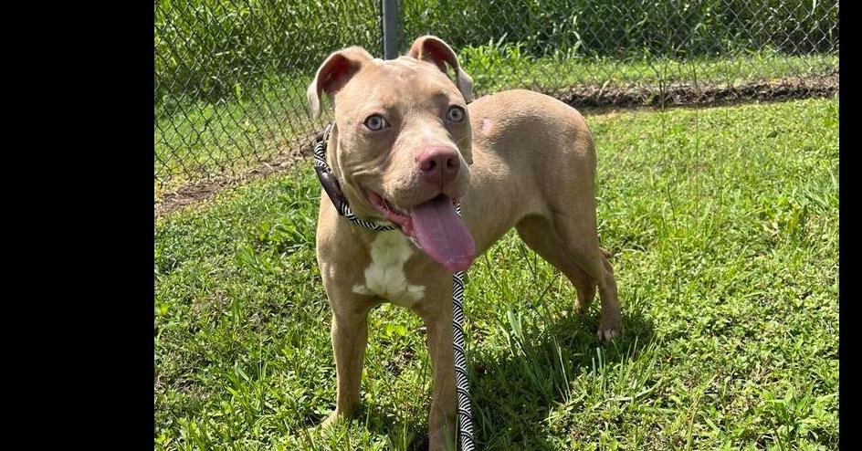 Enlarge Madison, a Adopted mixed breed in Scott, LA image 2/4