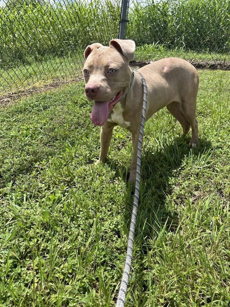 Enlarge Madison, a Adopted mixed breed in Scott, LA image 3/4